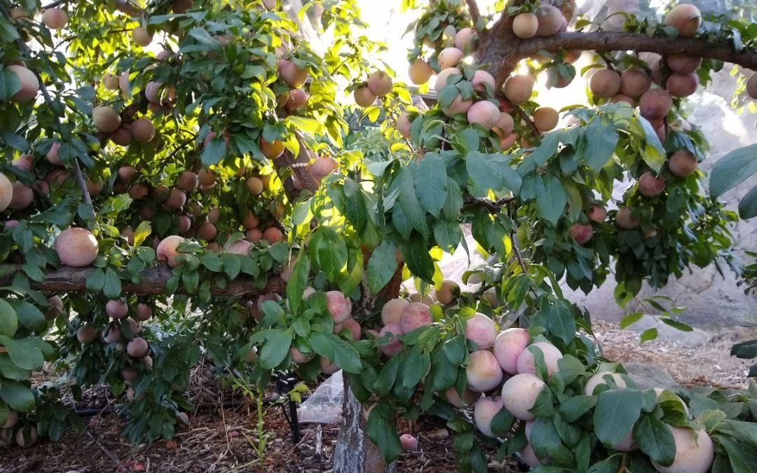 Image of Pluots (400g)
