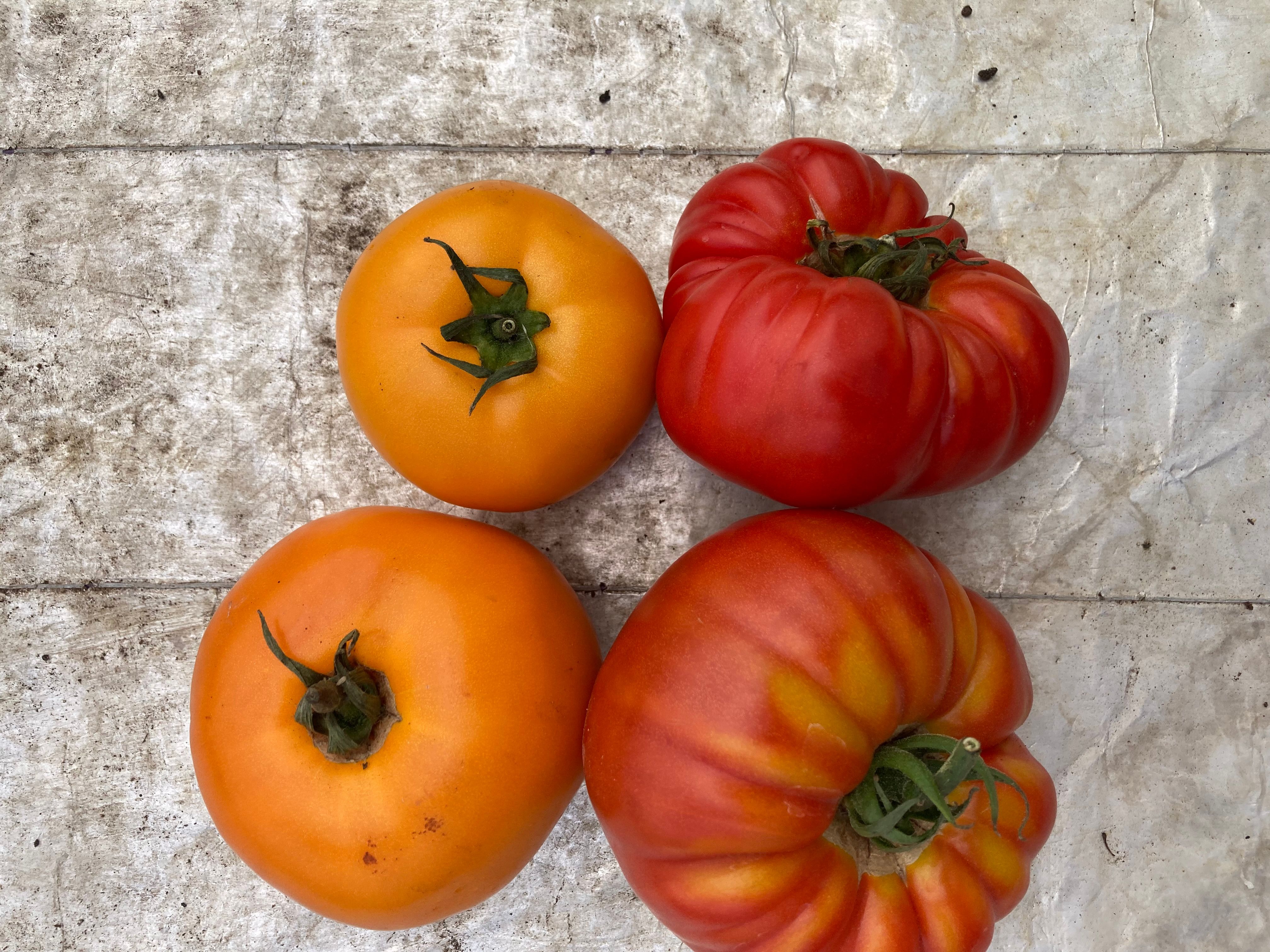 Beefstake Tomatoes 