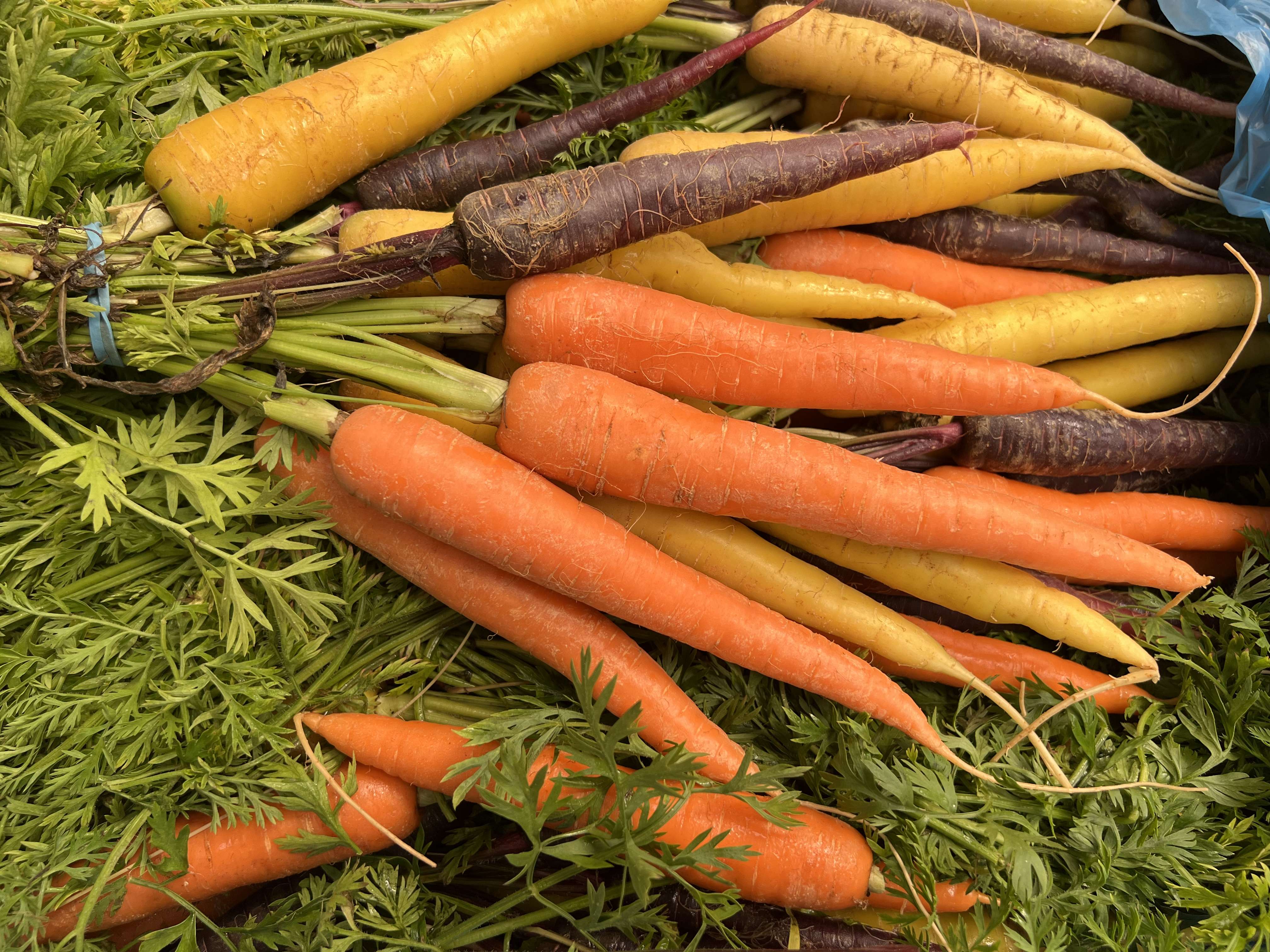Carrot Bunch (rainbow)