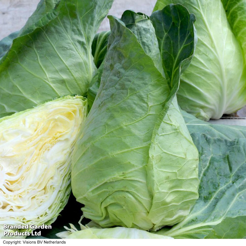 Image of Roasted Hispi Cabbage