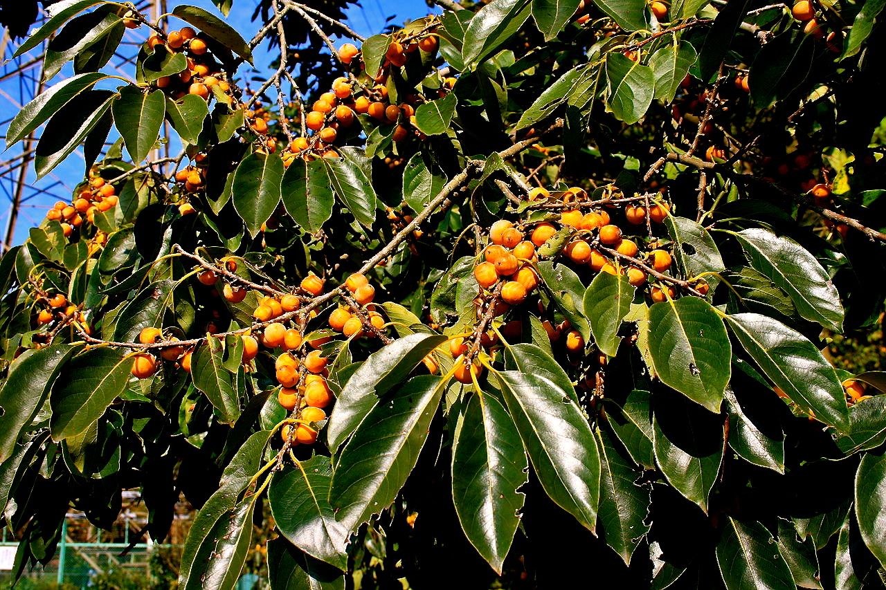 Image of Persimmon (3)