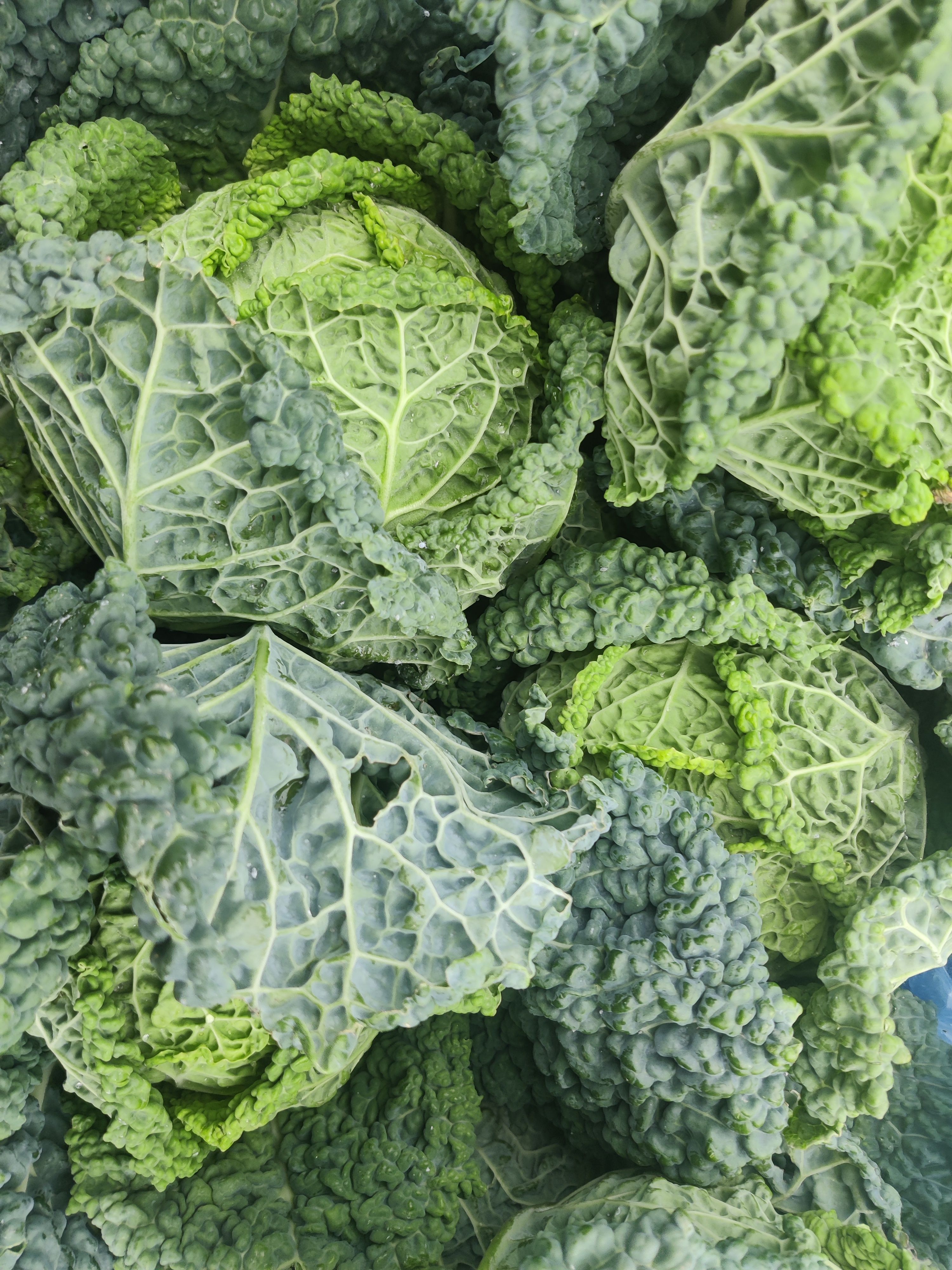 Image of Savoy Cabbage