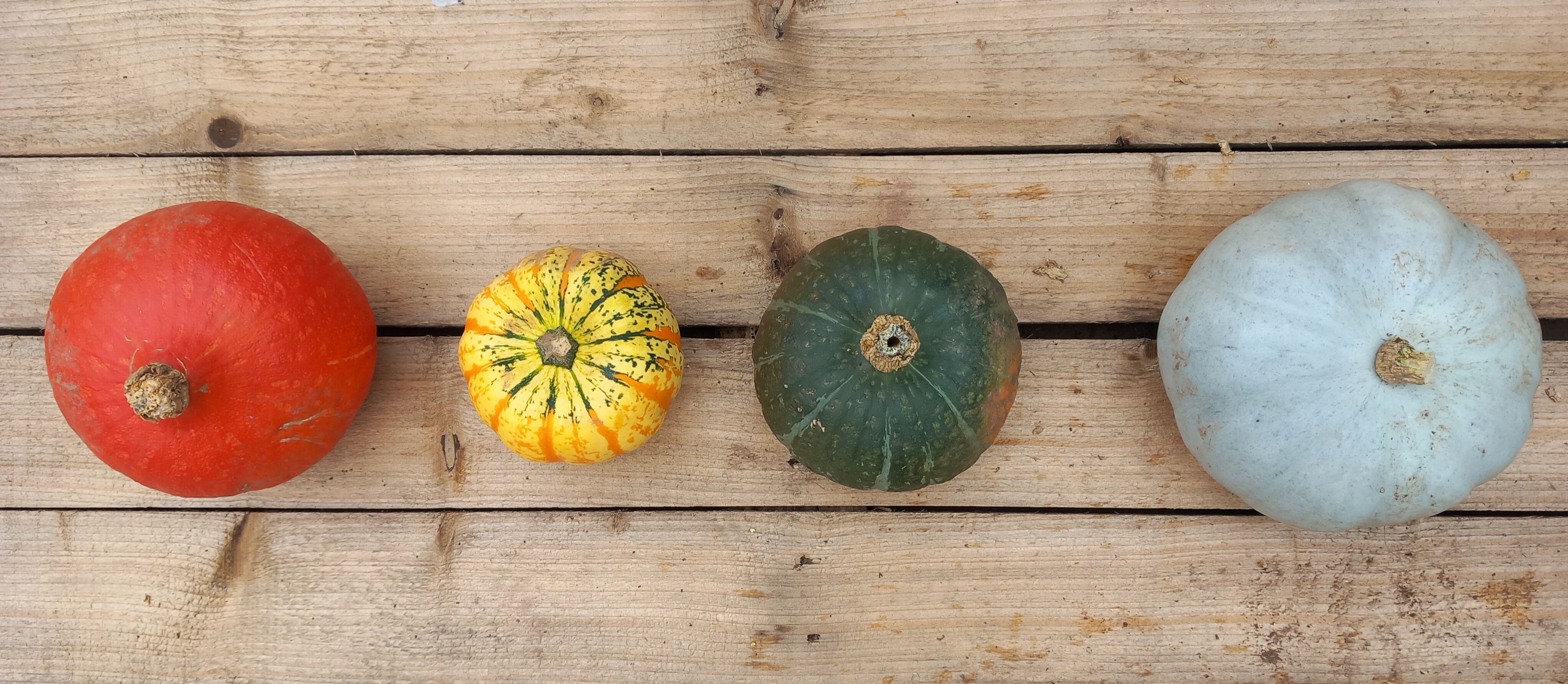 Image of Leigh Court Farm's newsletter of joy!