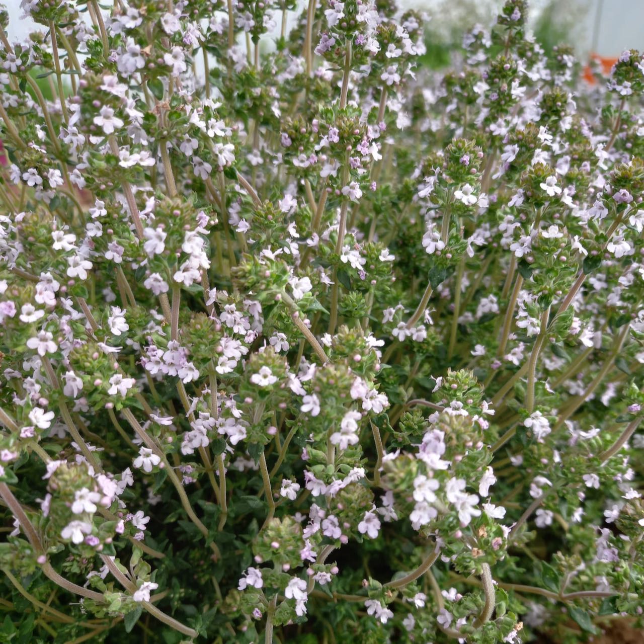 Thyme