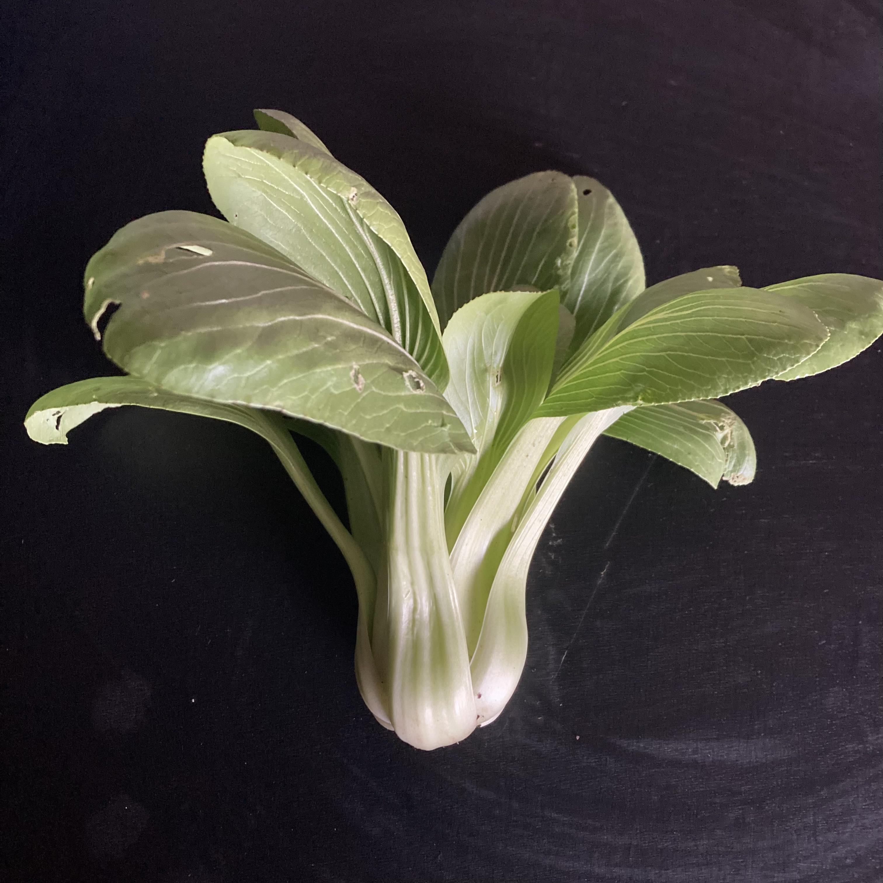 Pak Choi