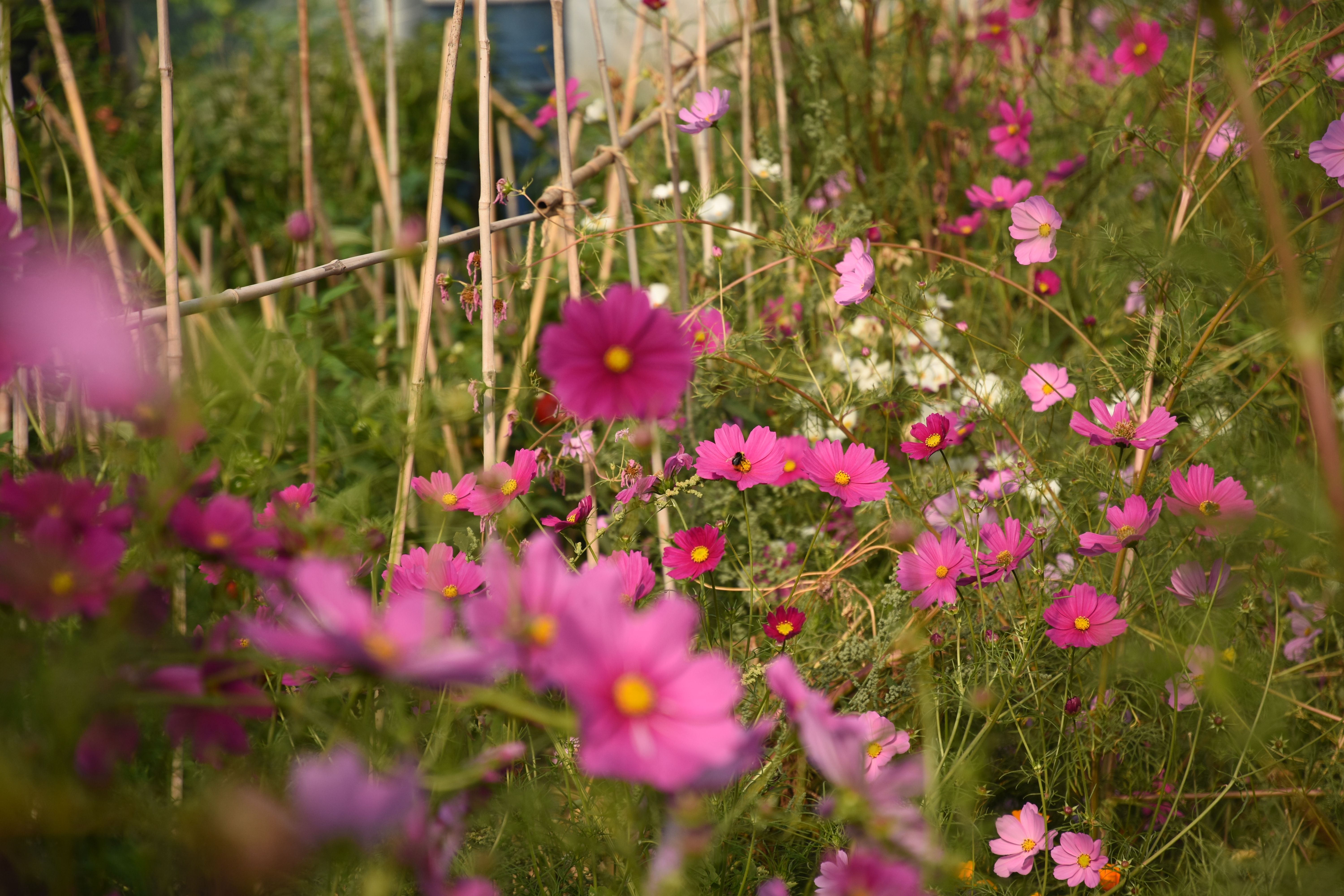 Image of News from the Farm