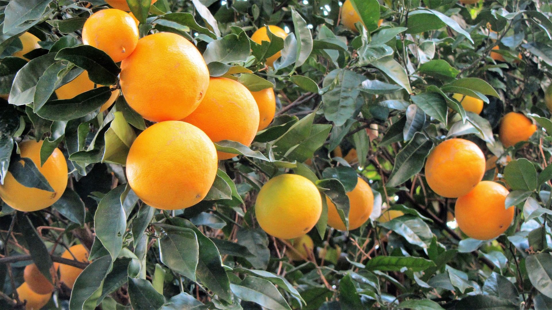 Image of Orange Juice 750ml