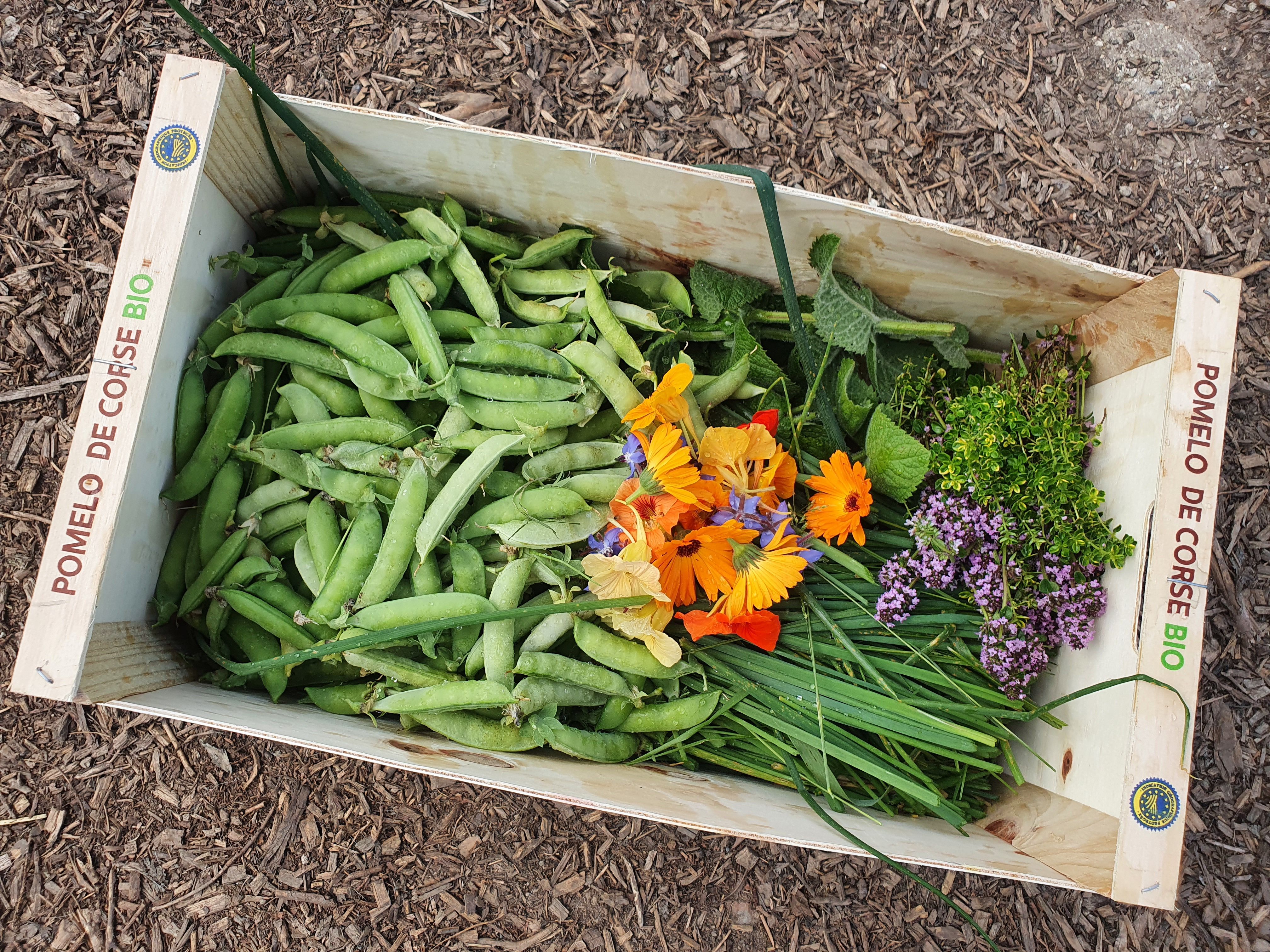 Paddock Produce Box