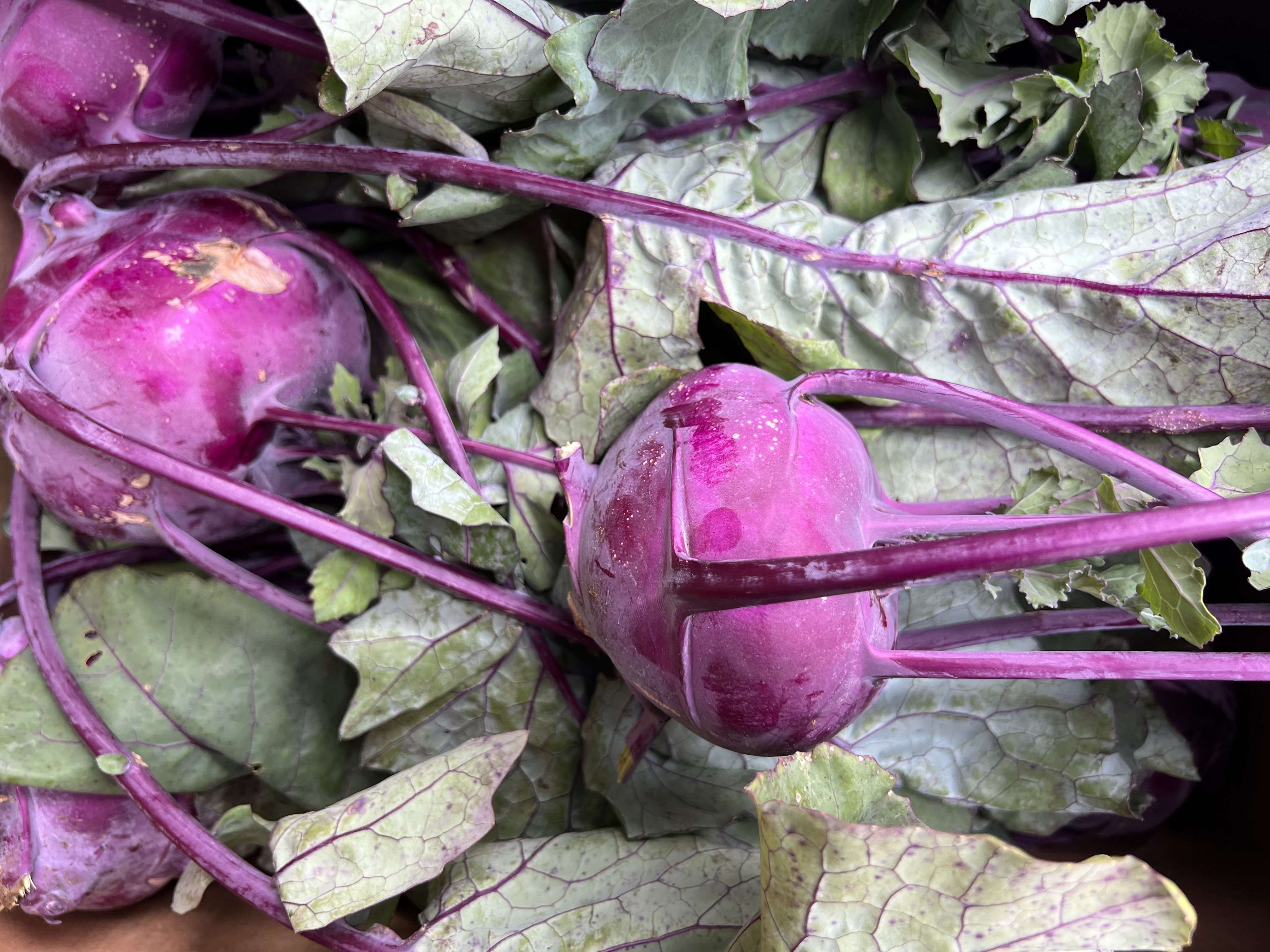 Kohl Rabi 