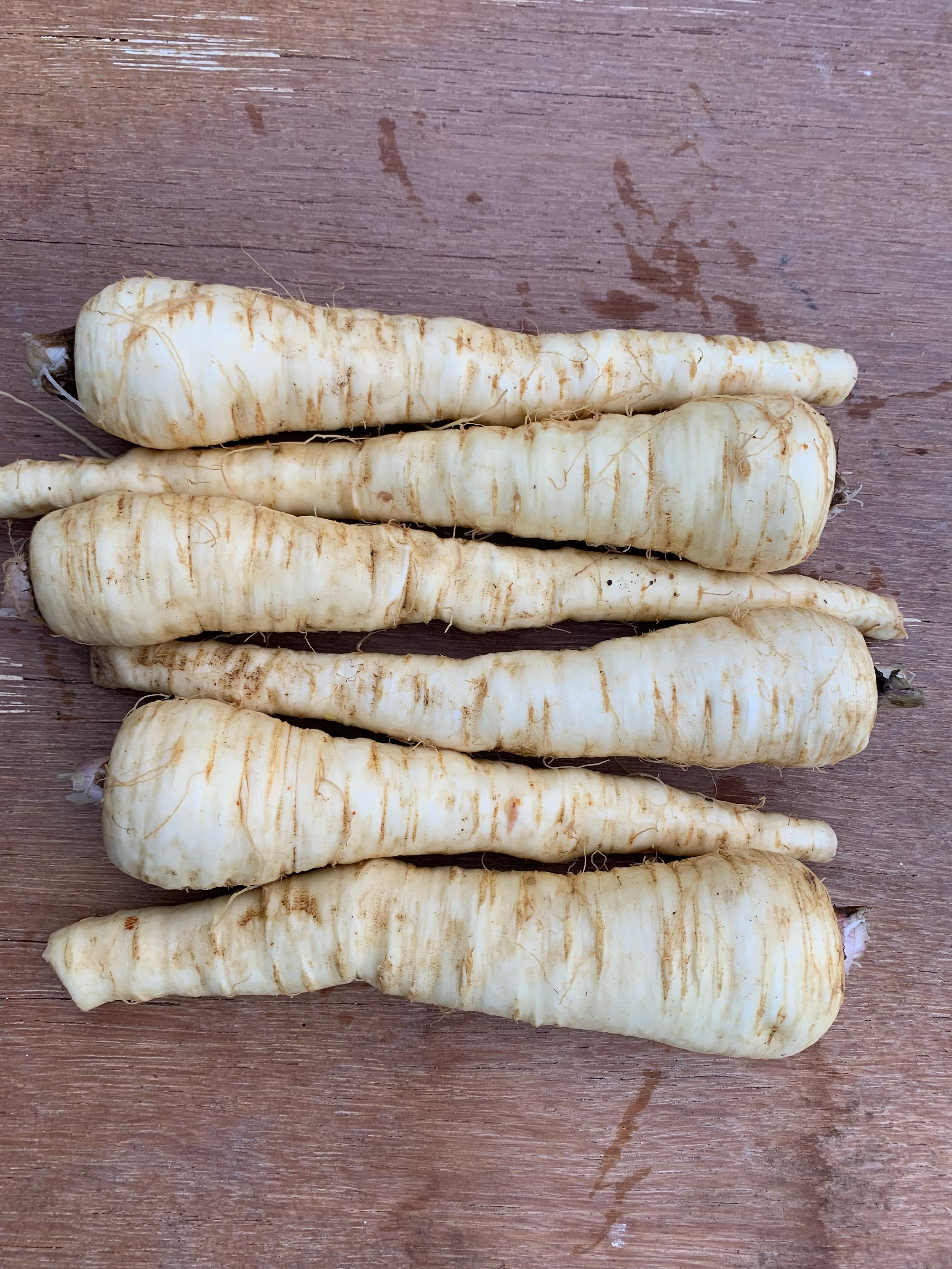 Image of Parsnip