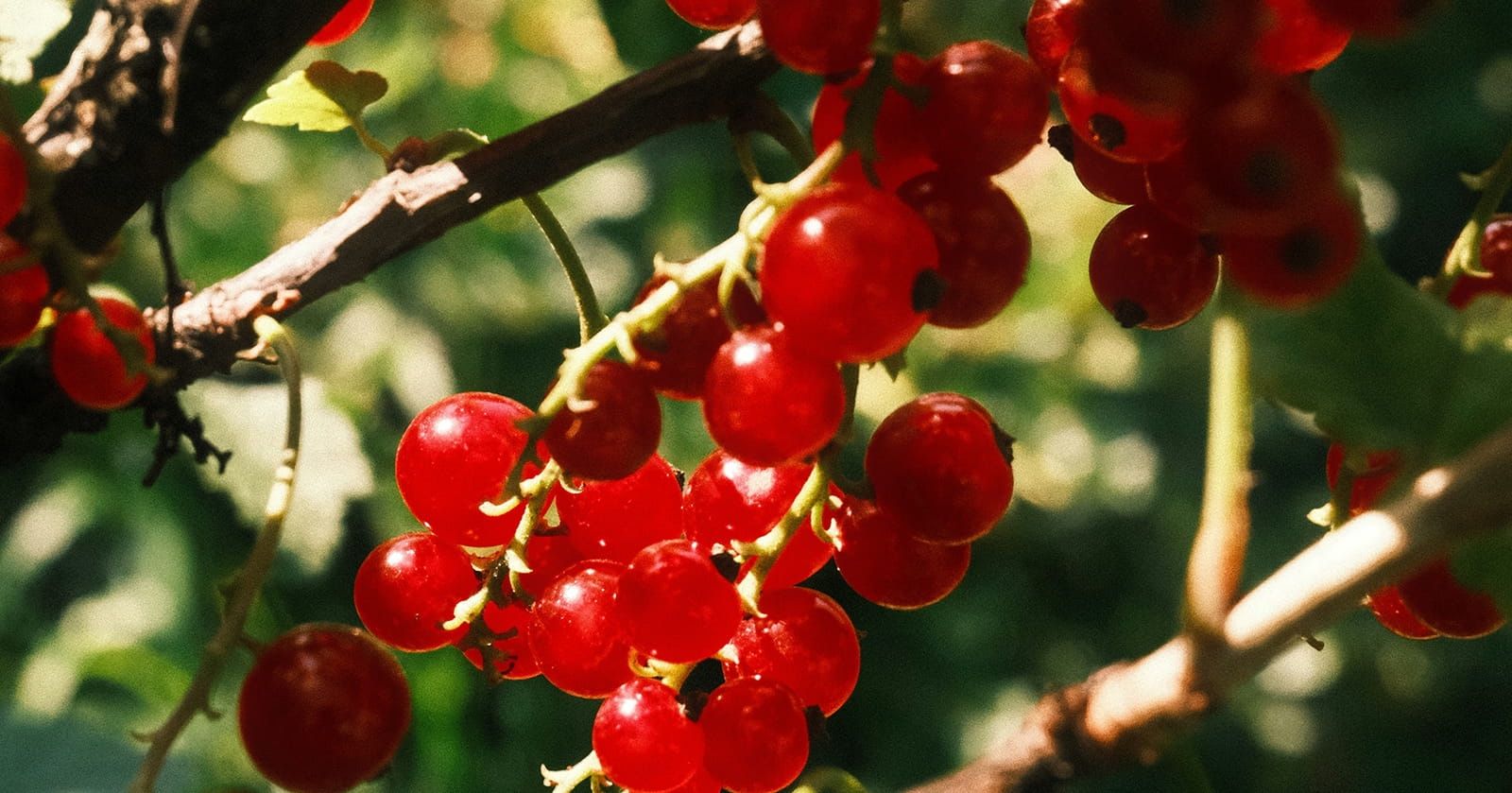 Image of Redcurrants (150g)