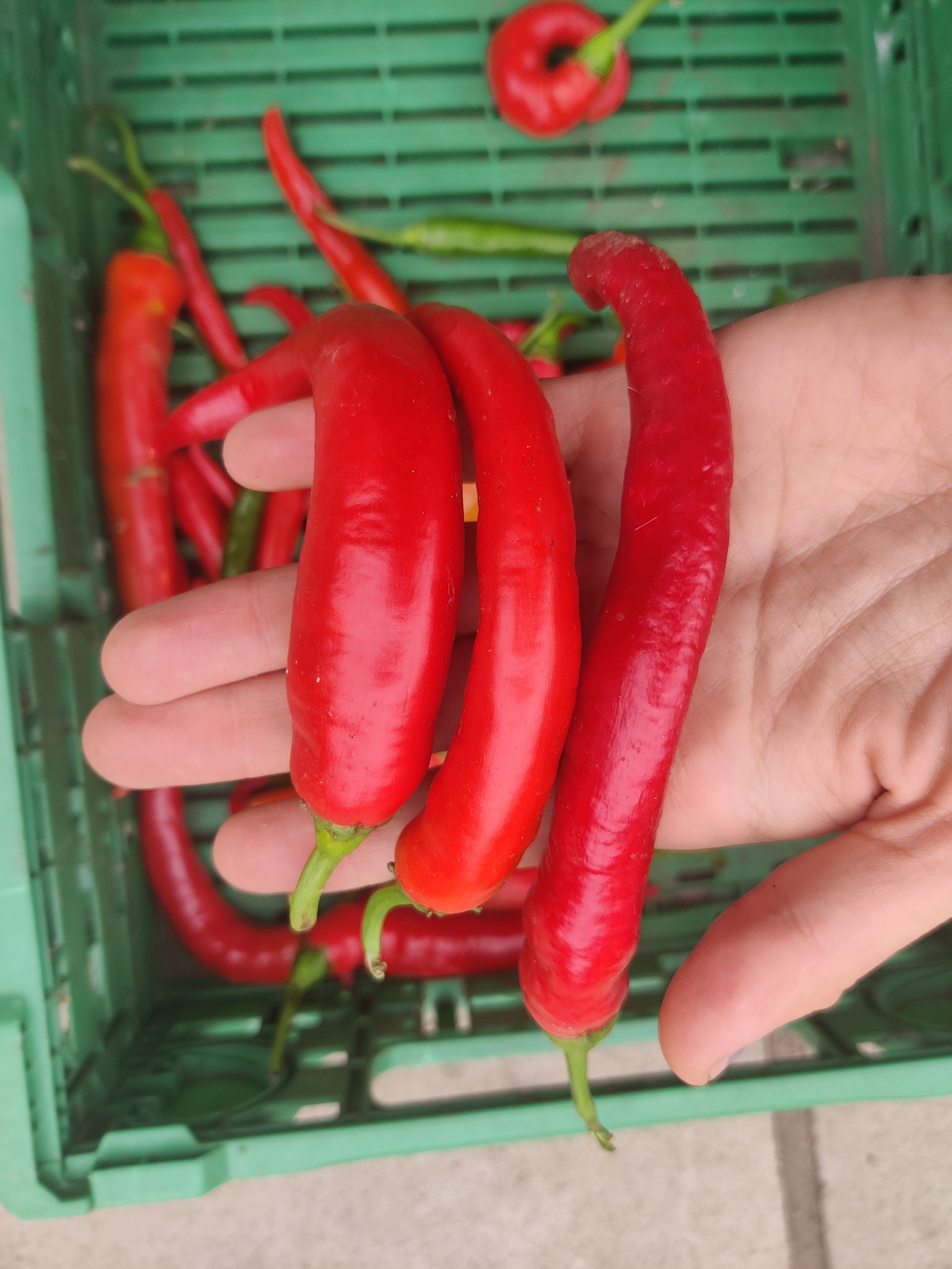 Chillies, mild (Forty Hall Farm)