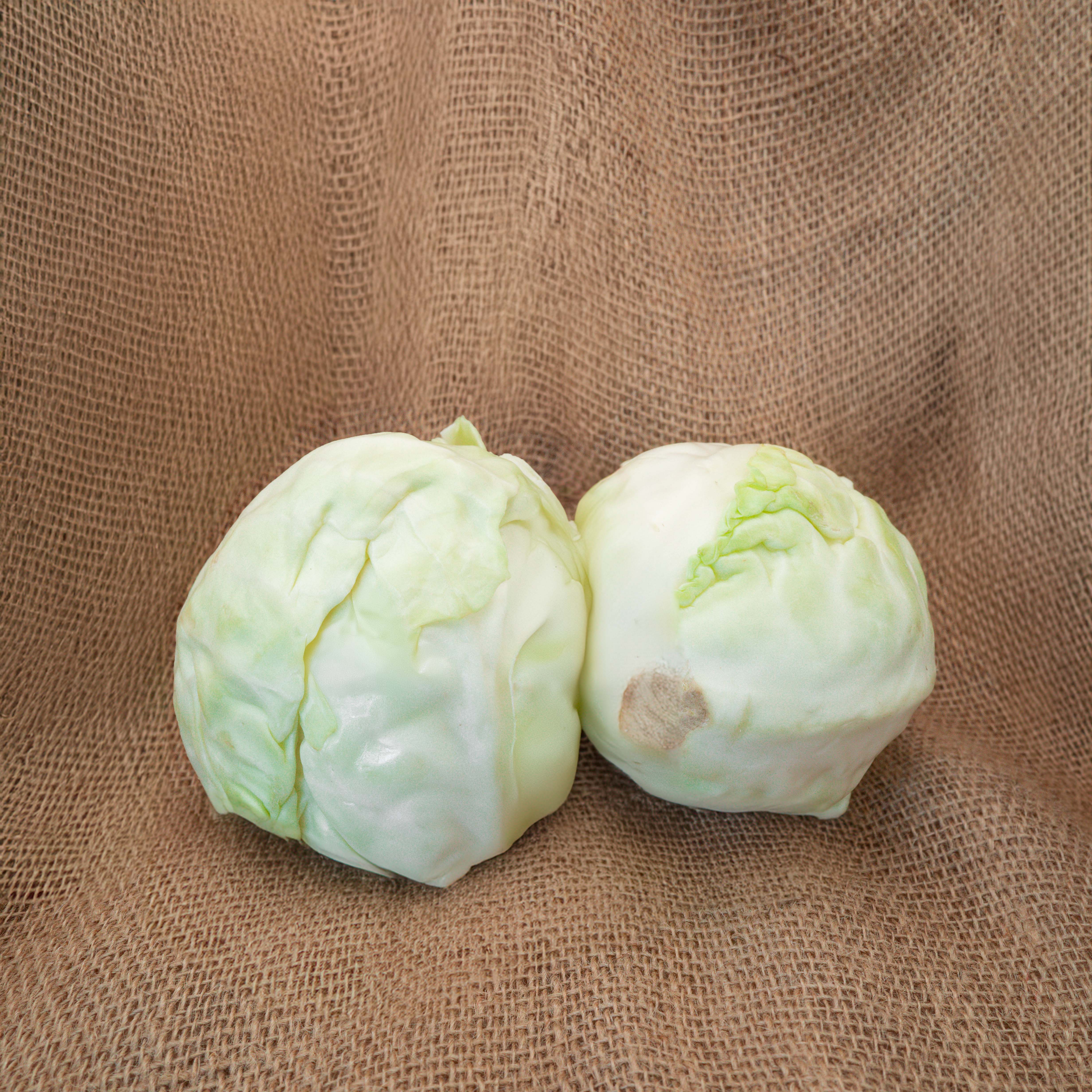 PYO Cabbage - White