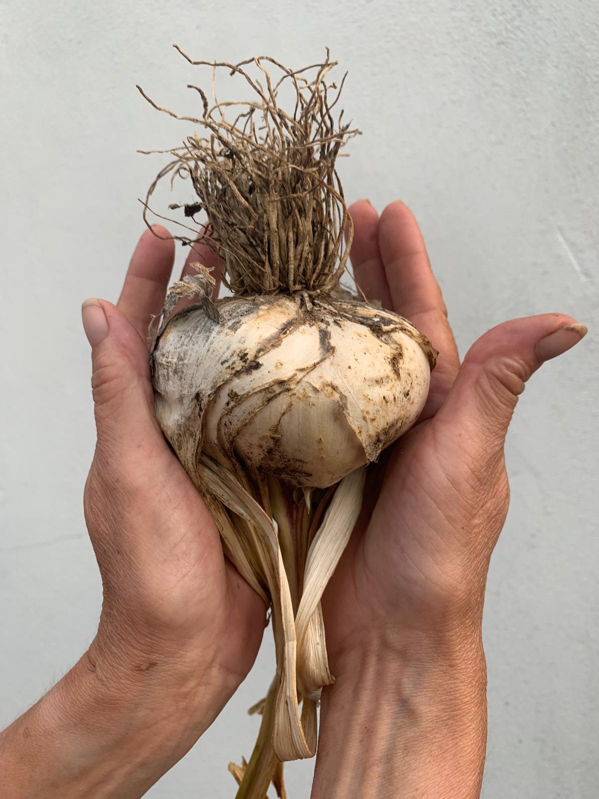 Garlic - Elephant P4P