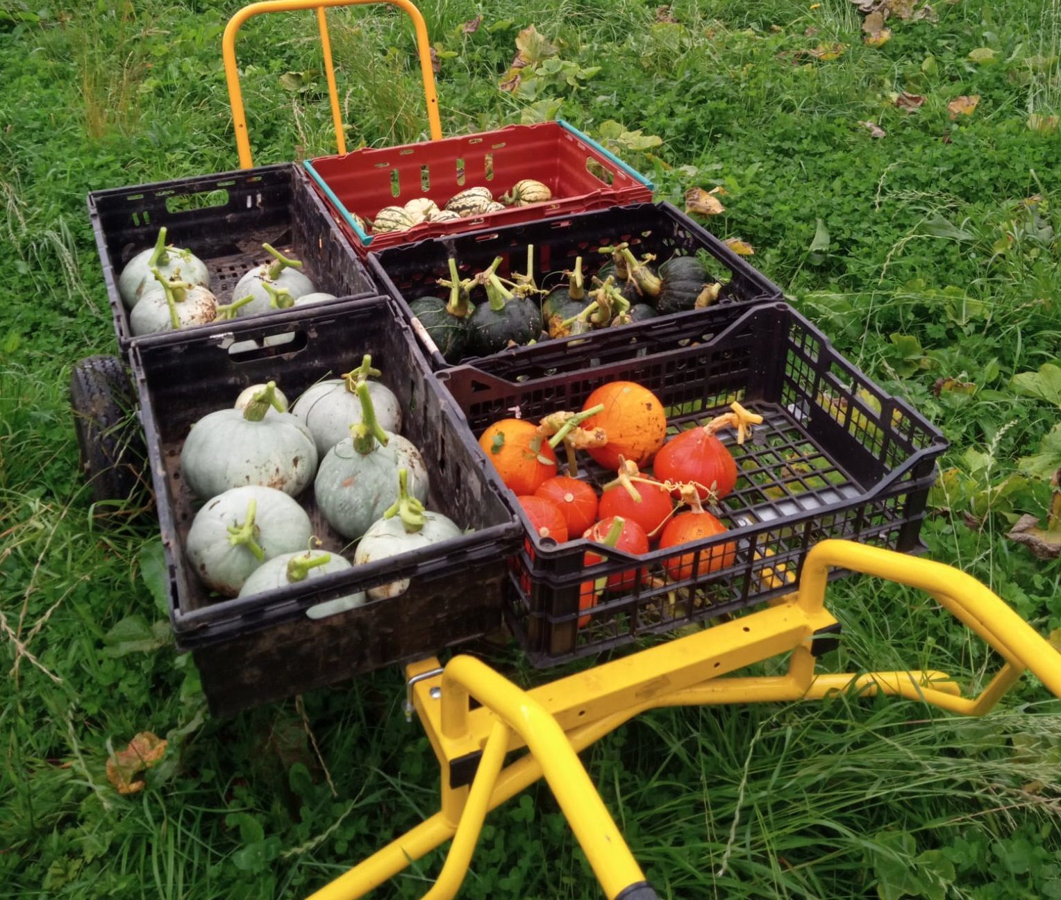 WInter squash - whole