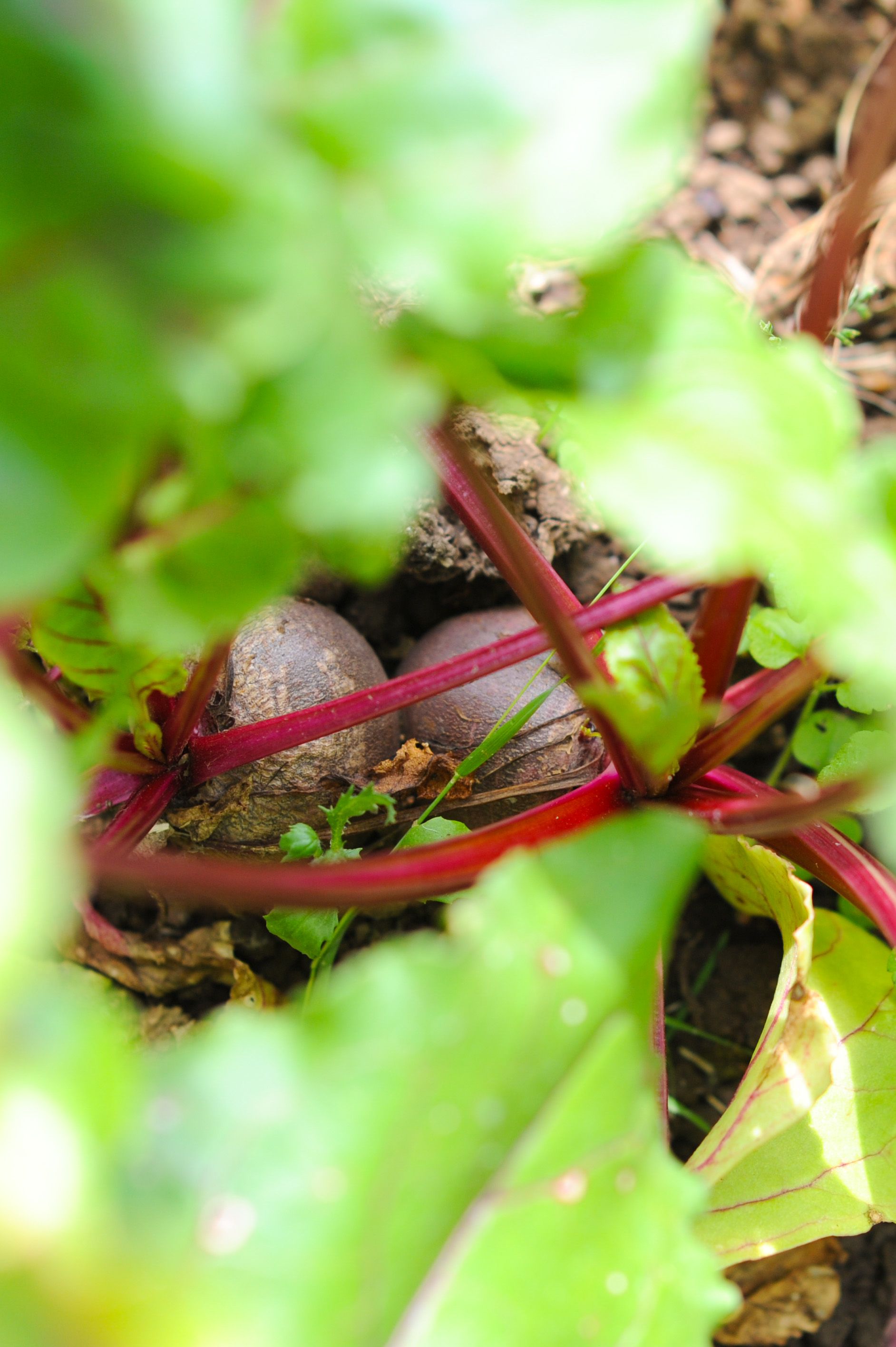 Image of 4 Ways With Our Bunched Beetroot