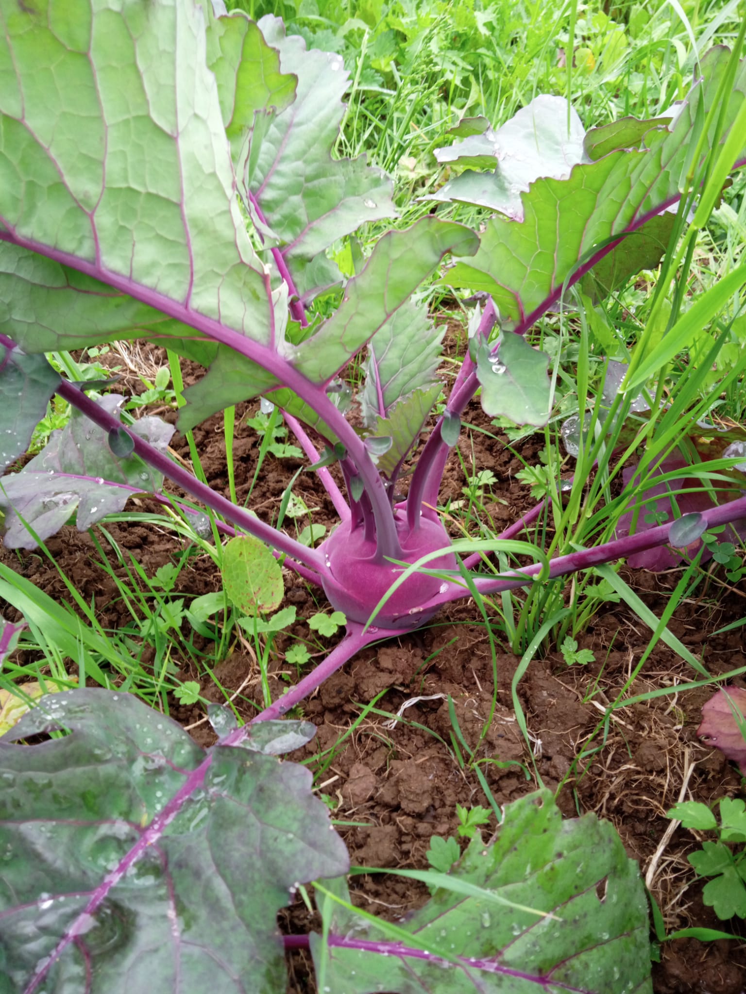 Kohlrabi