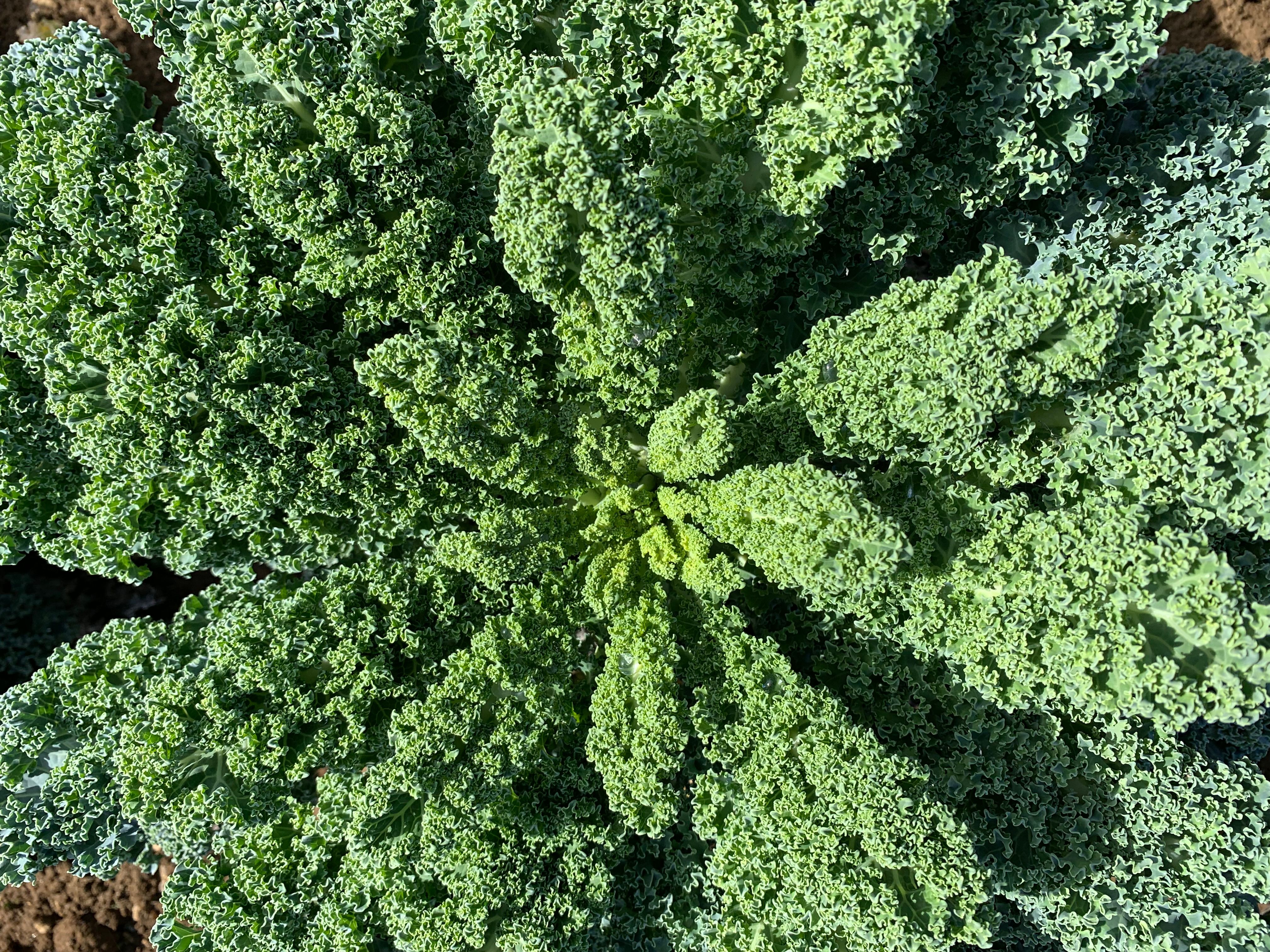 Image of Curly kale