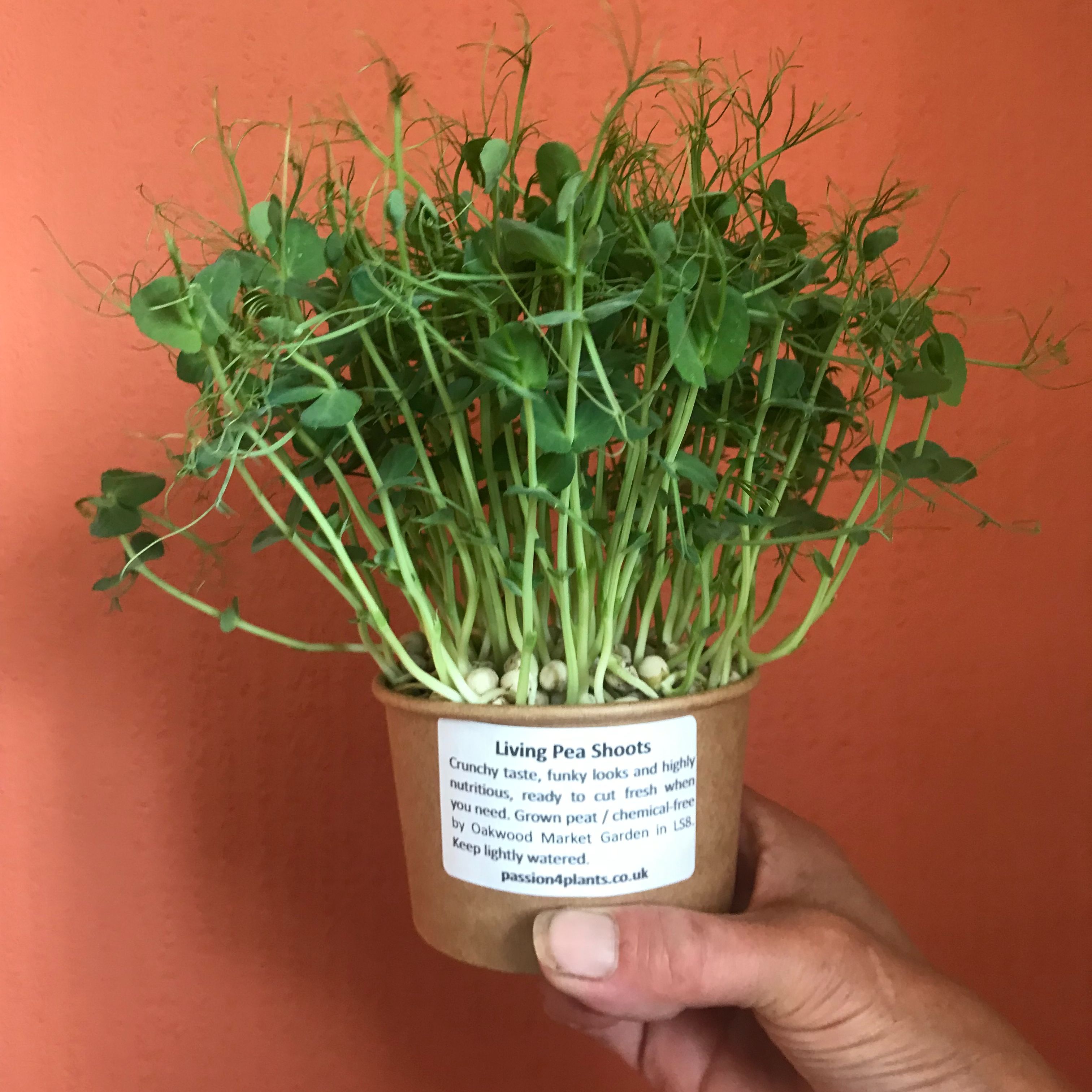 Living Pea Shoots P4P