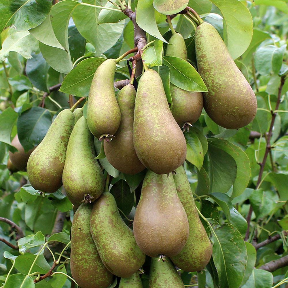 Pears 'Conference' (600g)