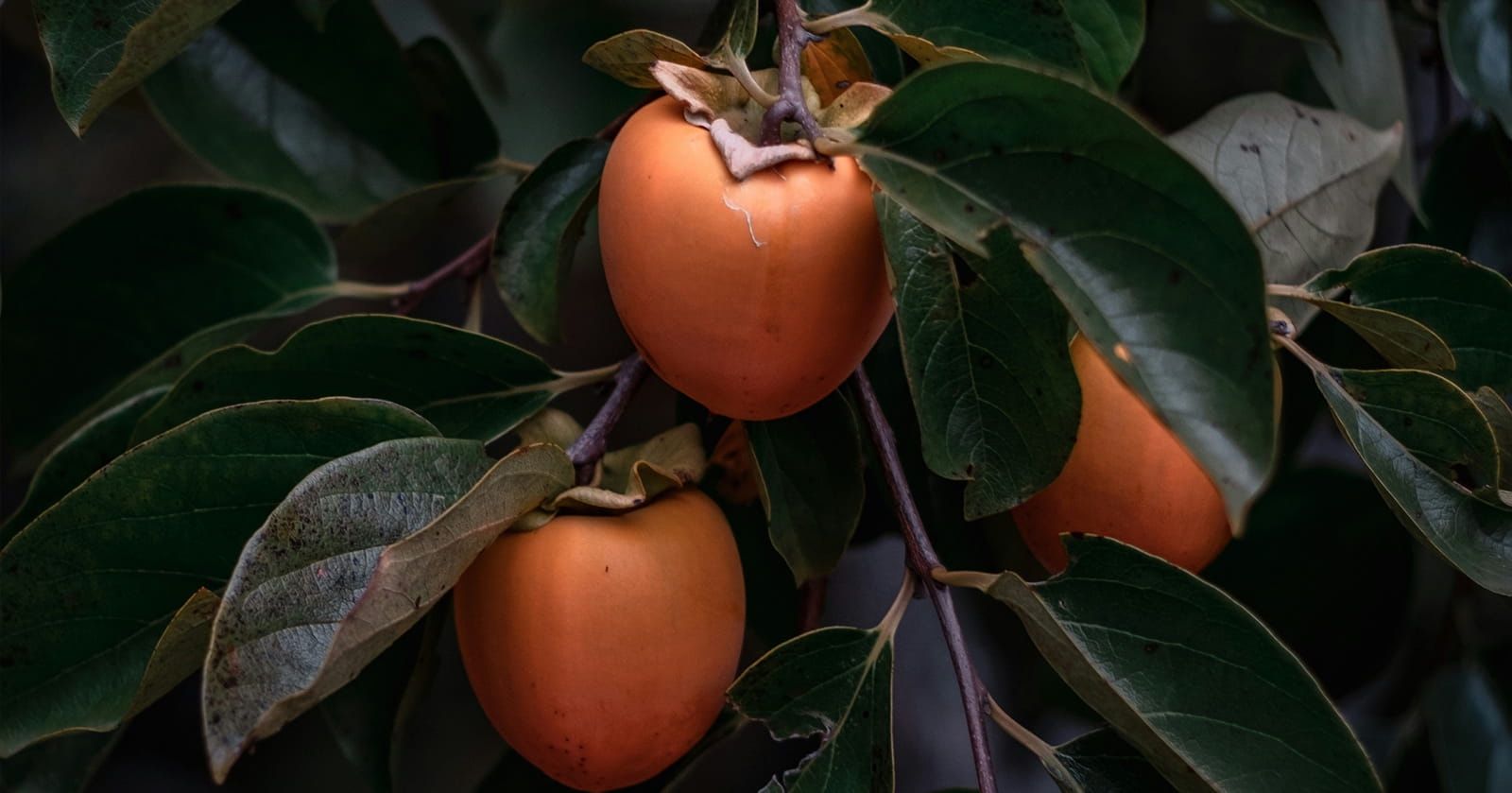 Image of Kaki Fruit/Persimmon
