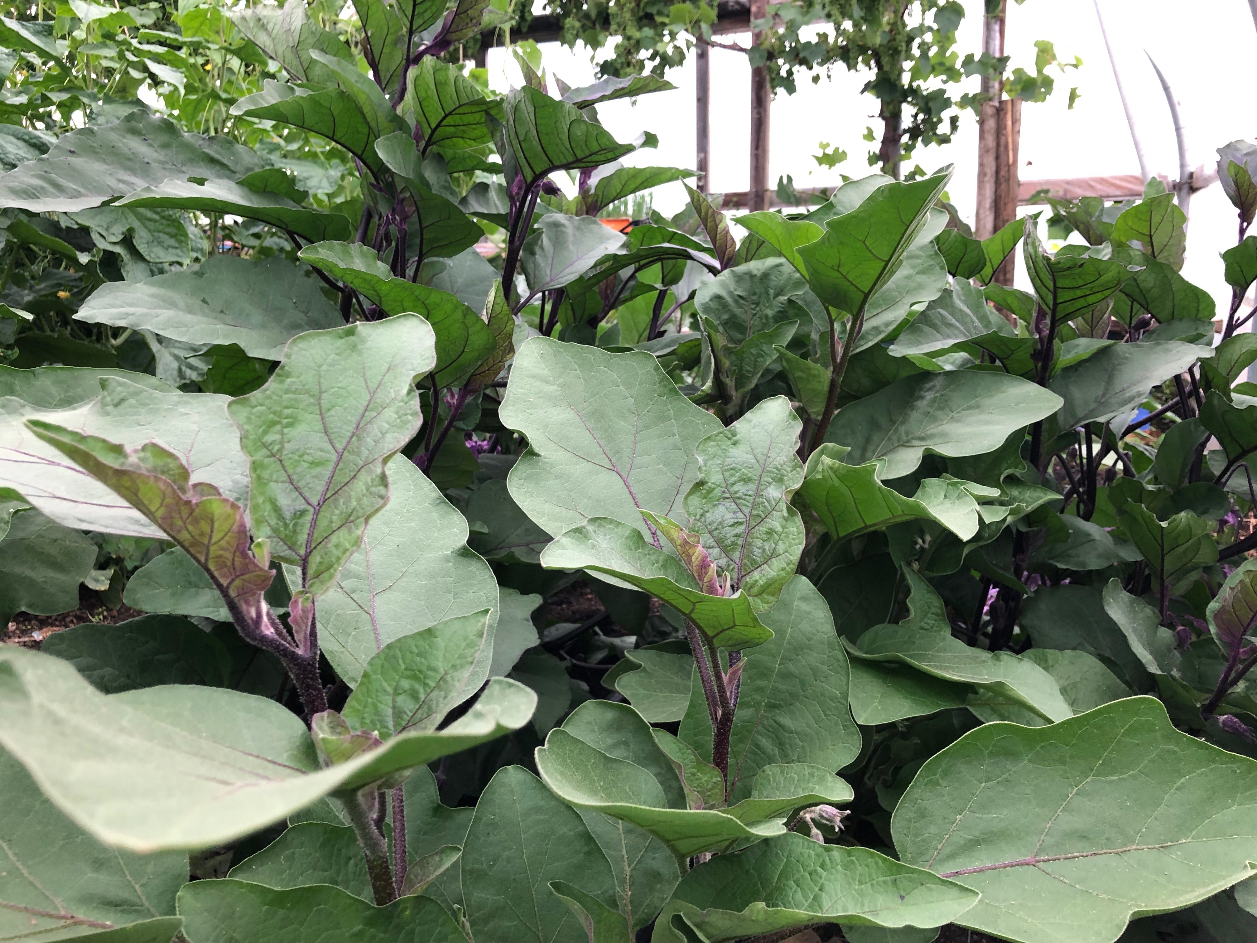 Image of Aubergines 300g