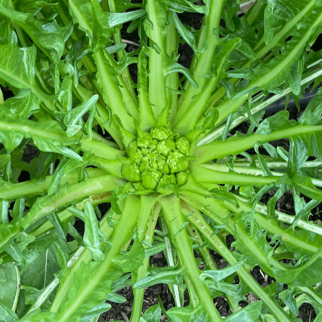 Puntarelle