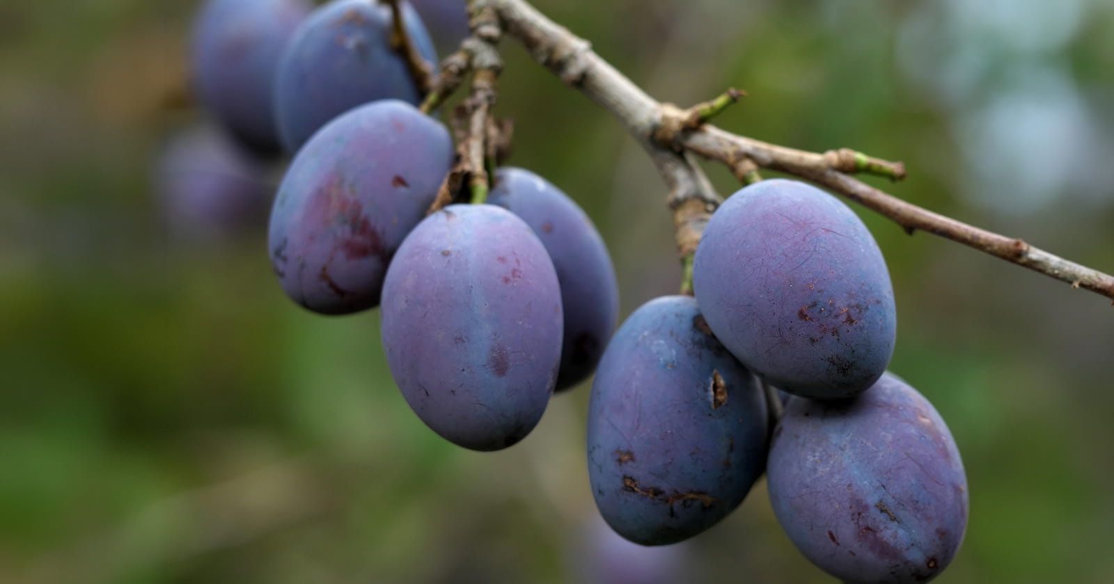 Image of Damsons (350g)