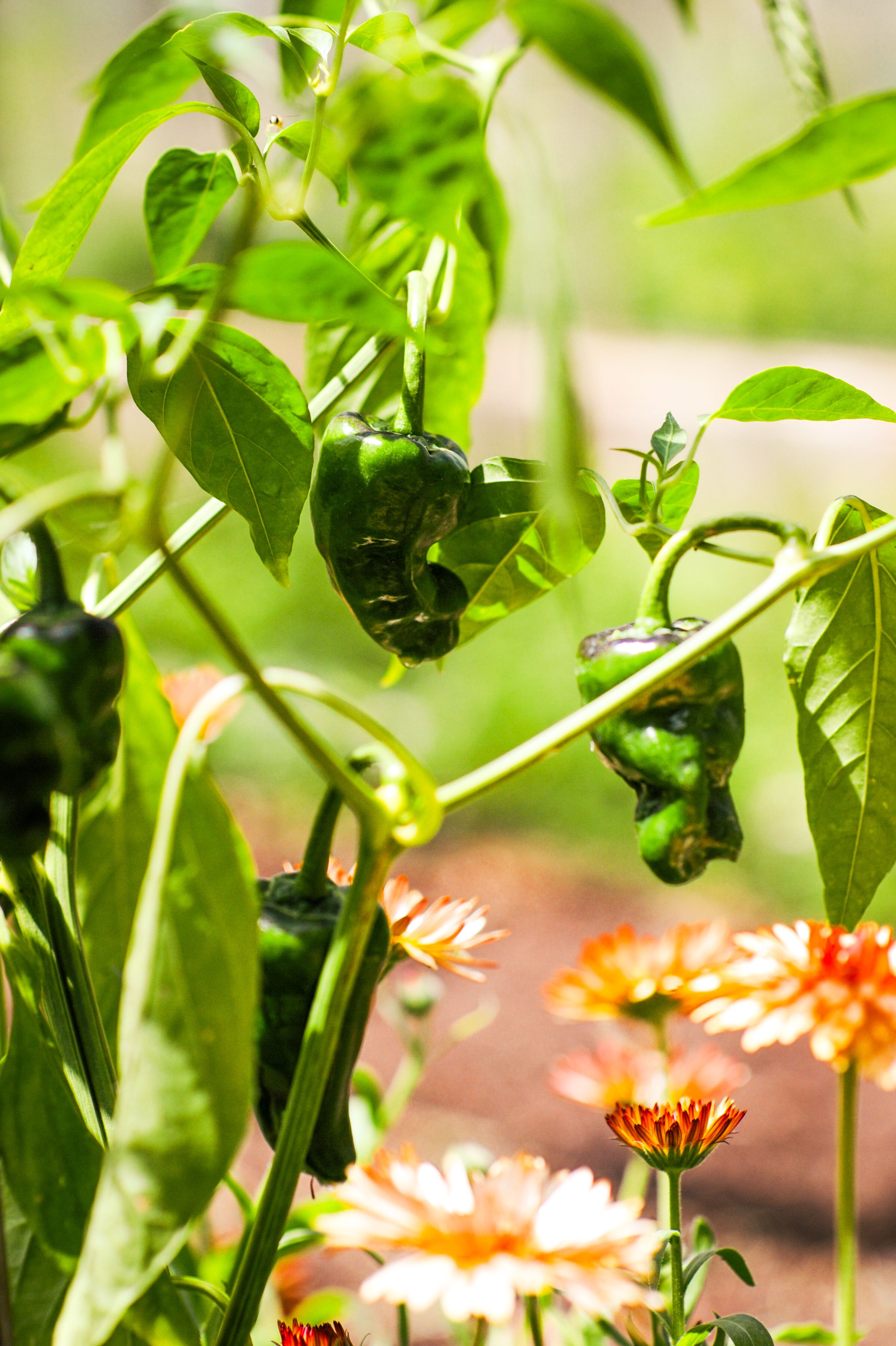 Padron Peppers
