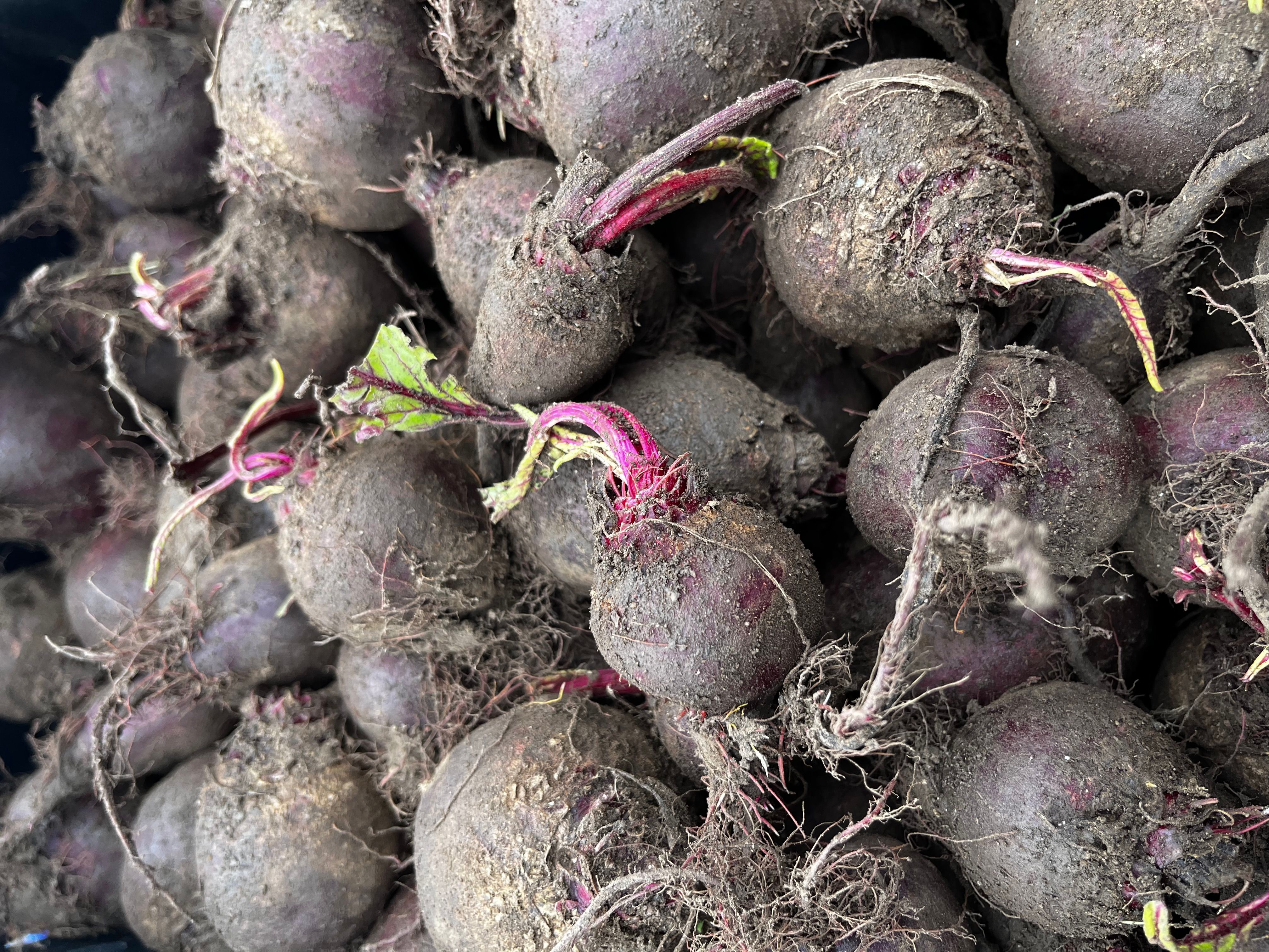 Image of Roasted beetroot salad with yoghurt and dill