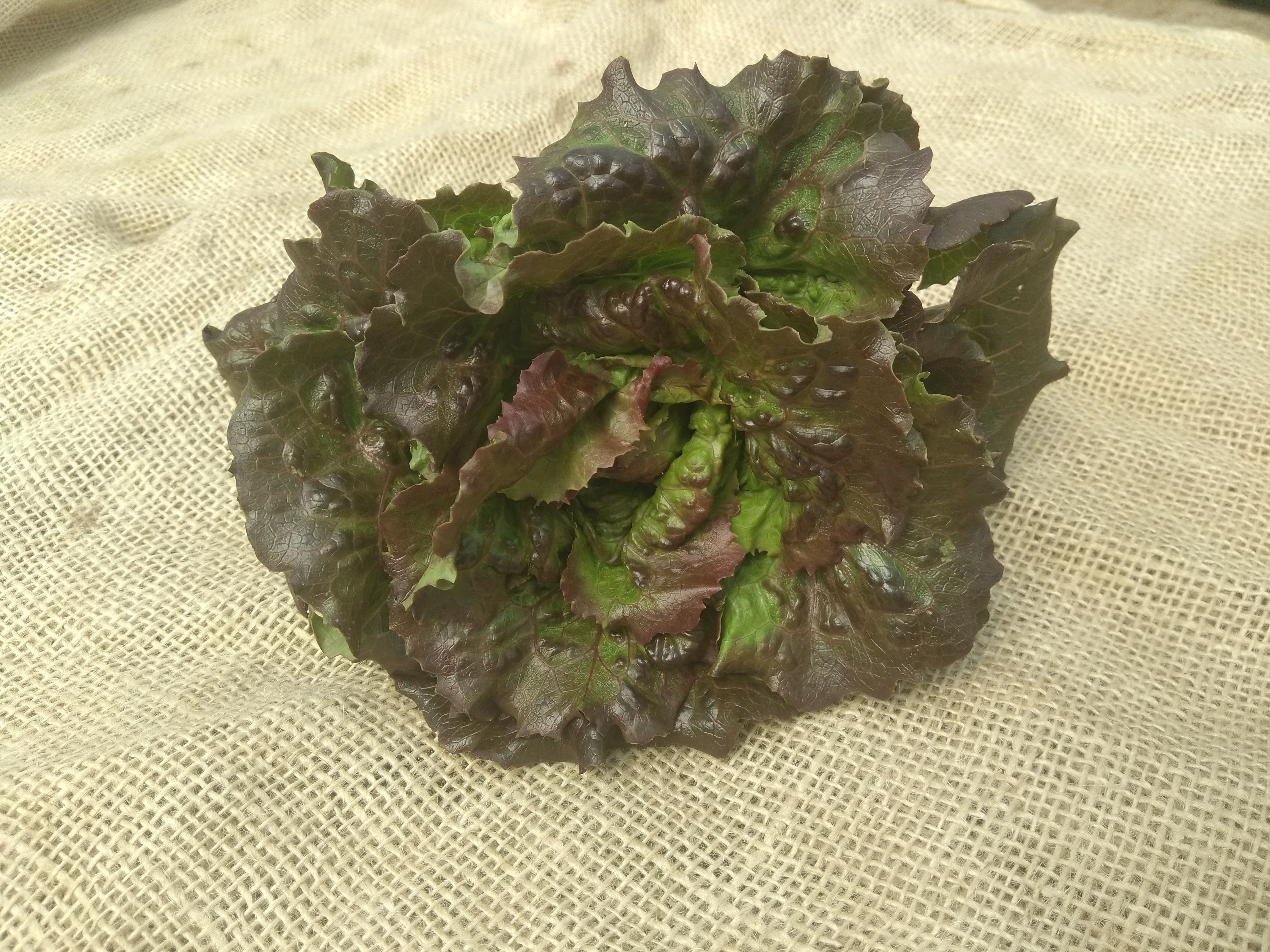 Image of Lettuce (Forty Hall Farm)