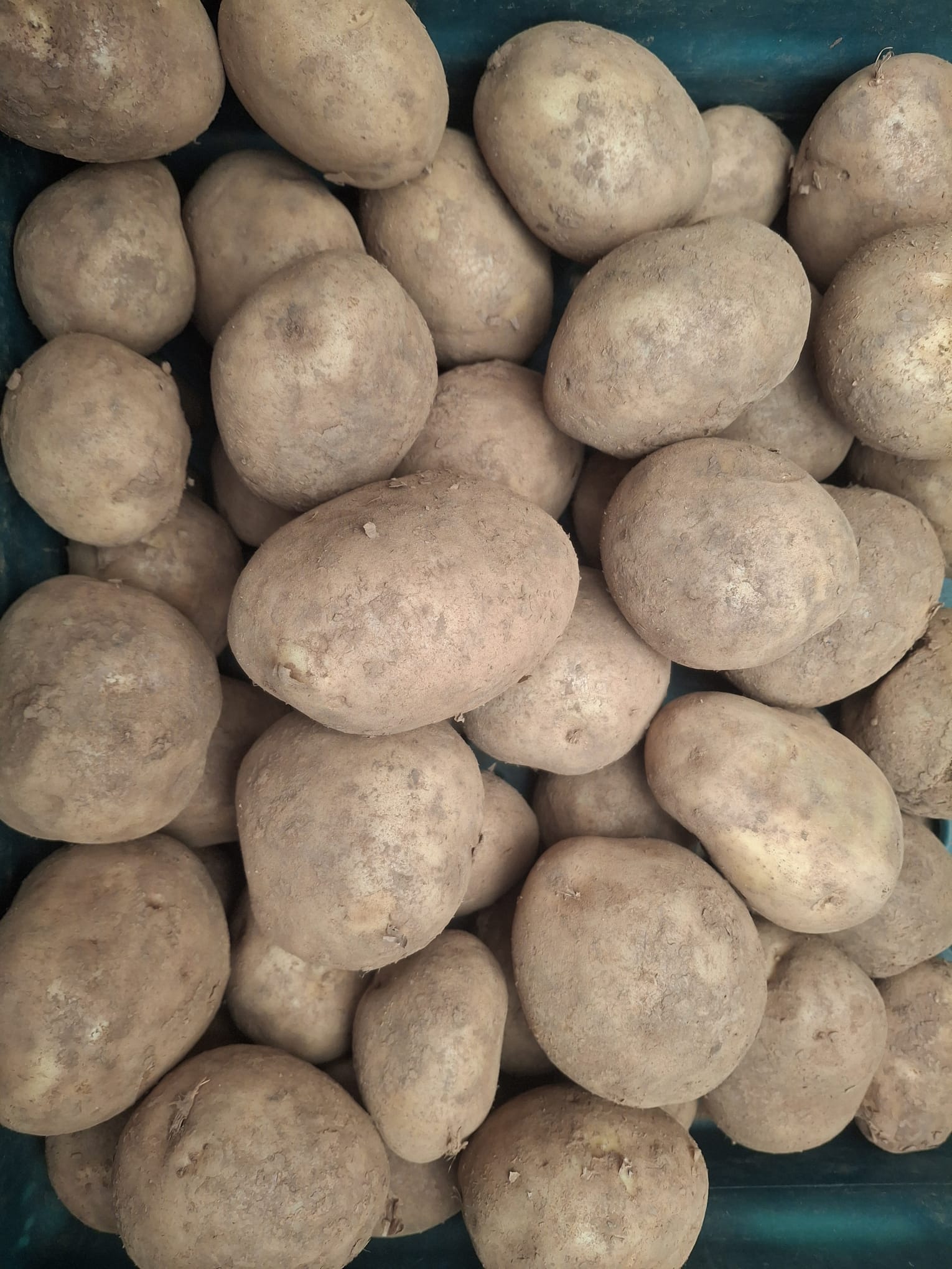 Tatws / Potatoes