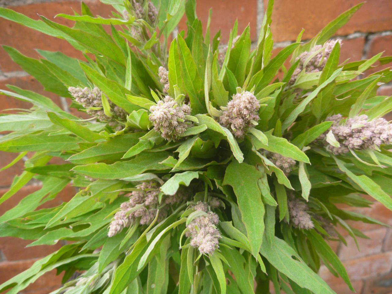 Image of Aztec broccoli