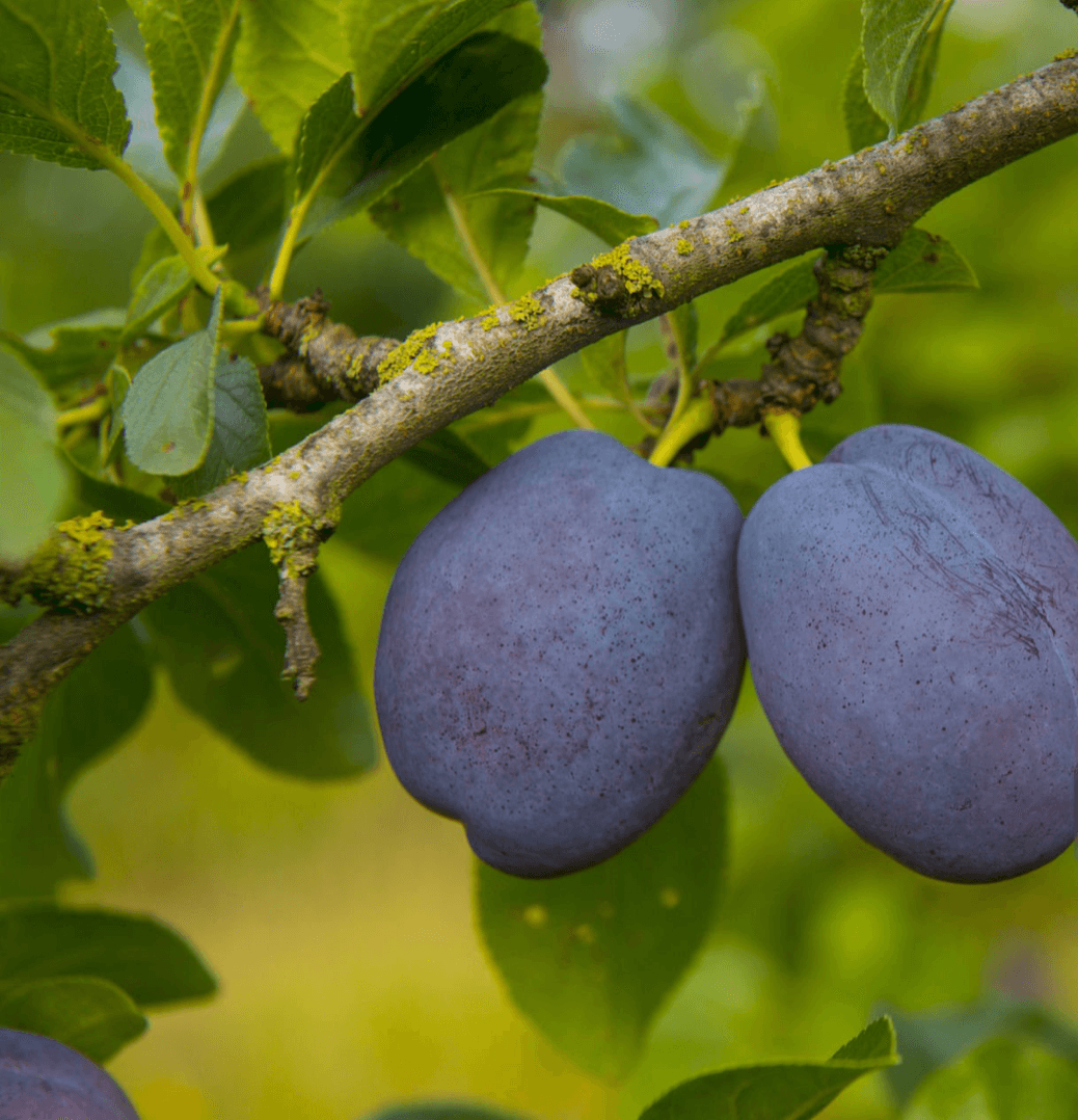 Plums