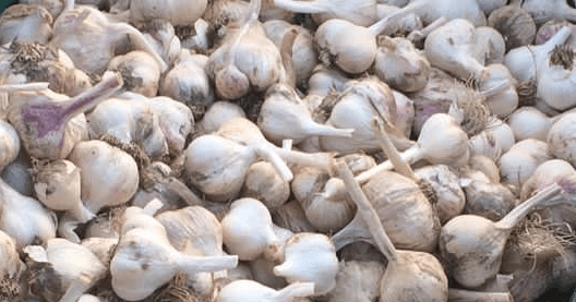 Garlic (Forty Hall Farm)
