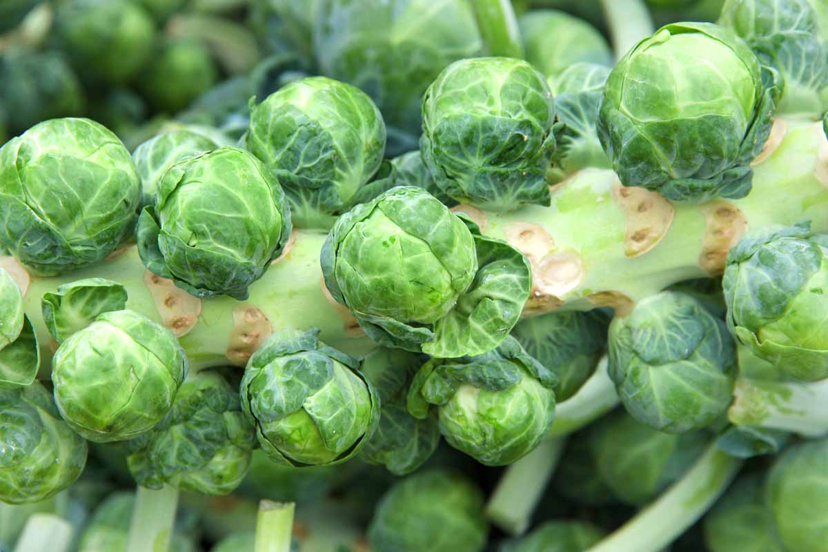 Brussels sprouts stalk