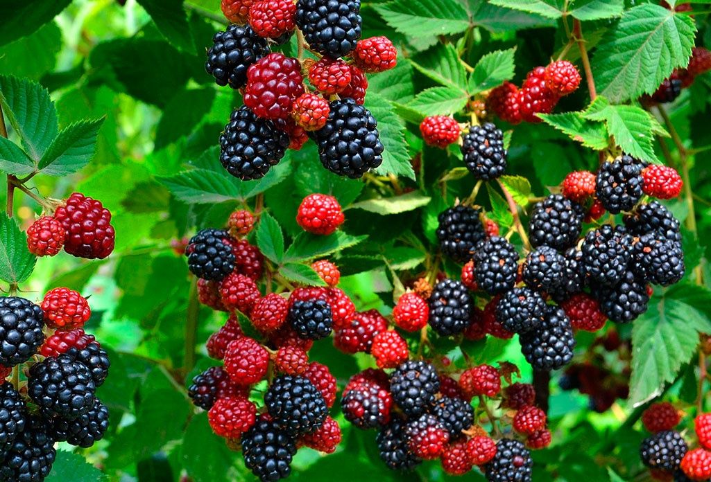Image of Blackberries