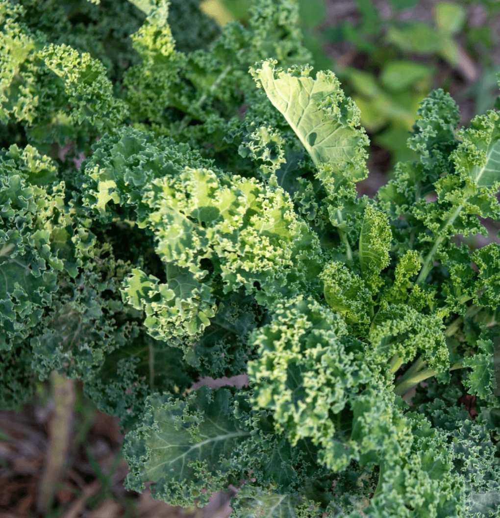 Kale, curly