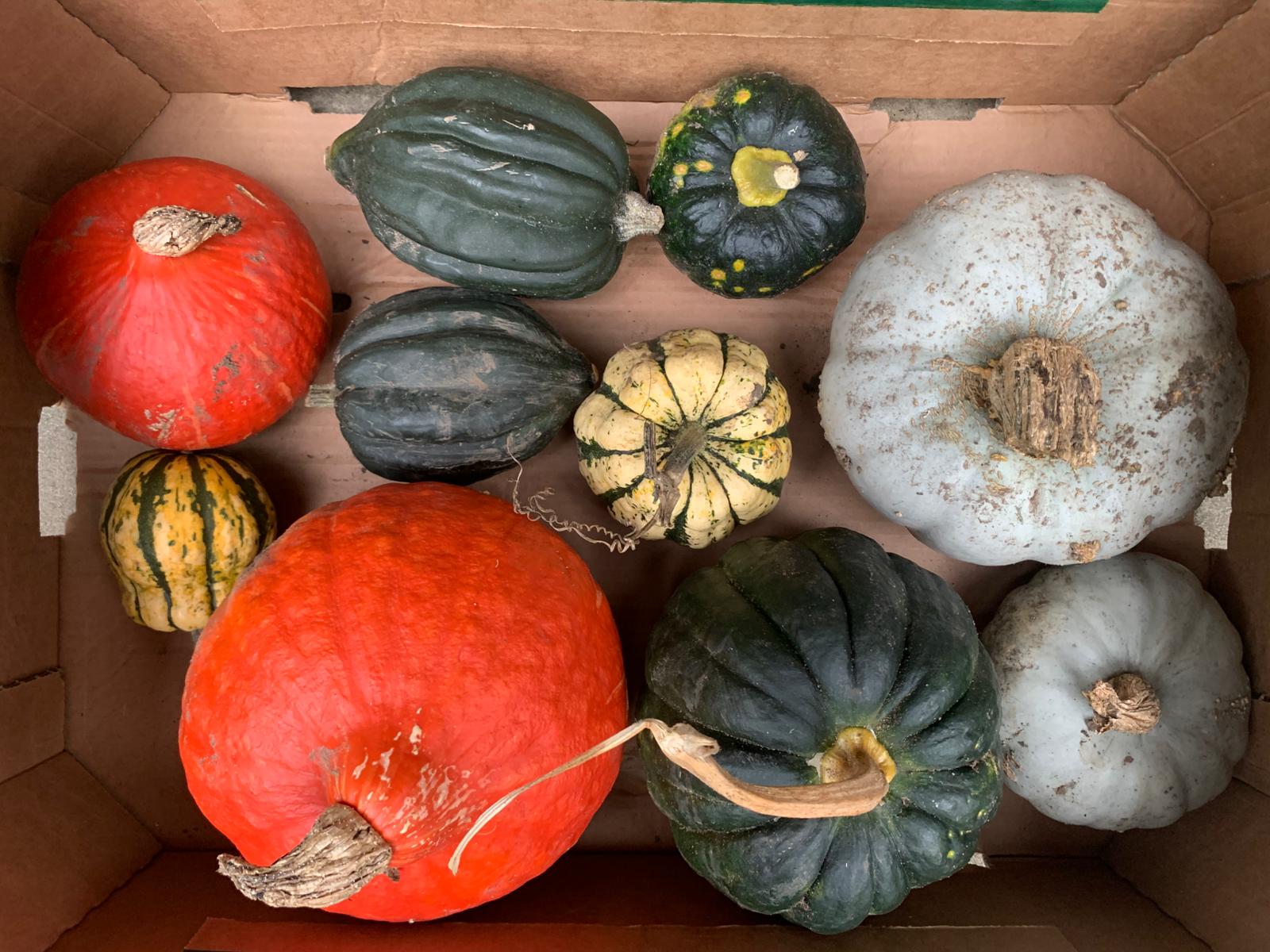 Image of Winter Squash Mix