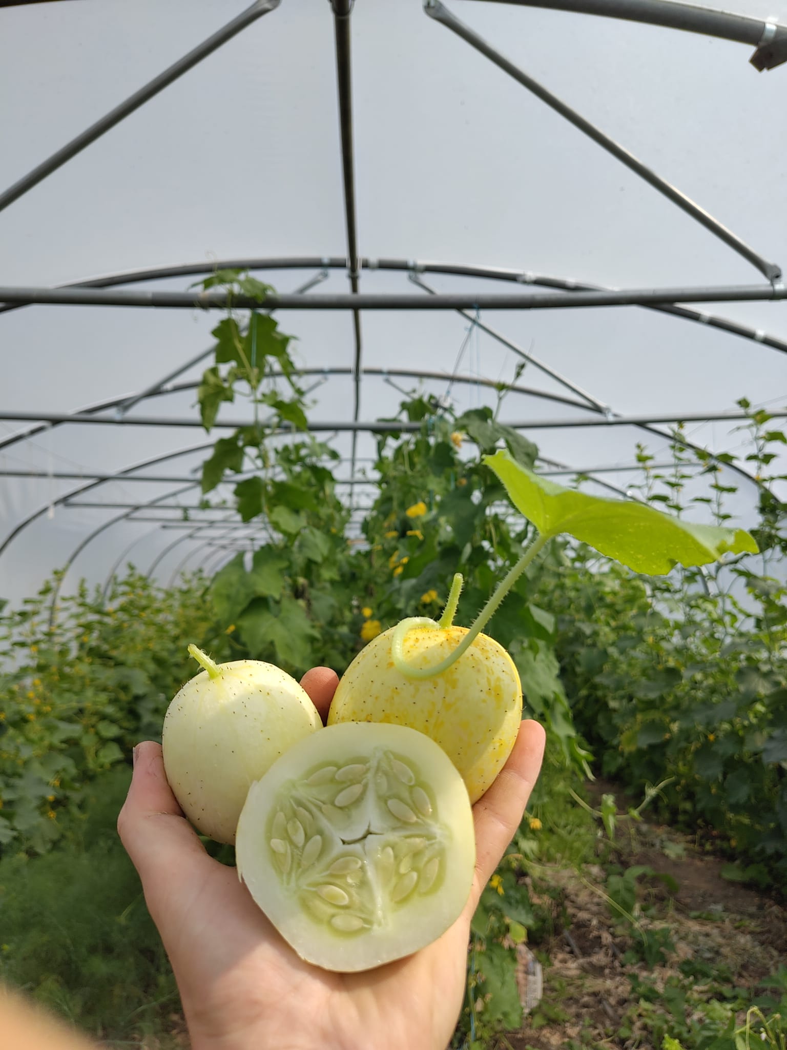 Image of Cucumber Lemon