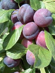 PYO Plums - Marjorie Seedling