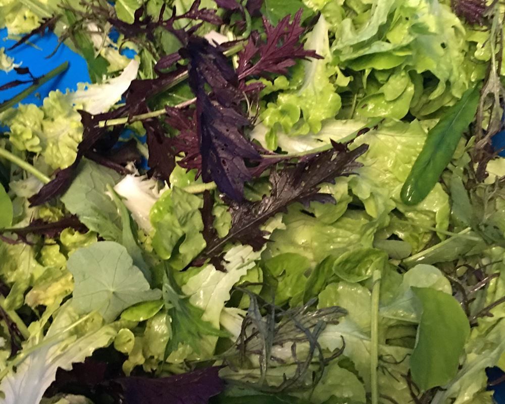 Image of Salad Pack