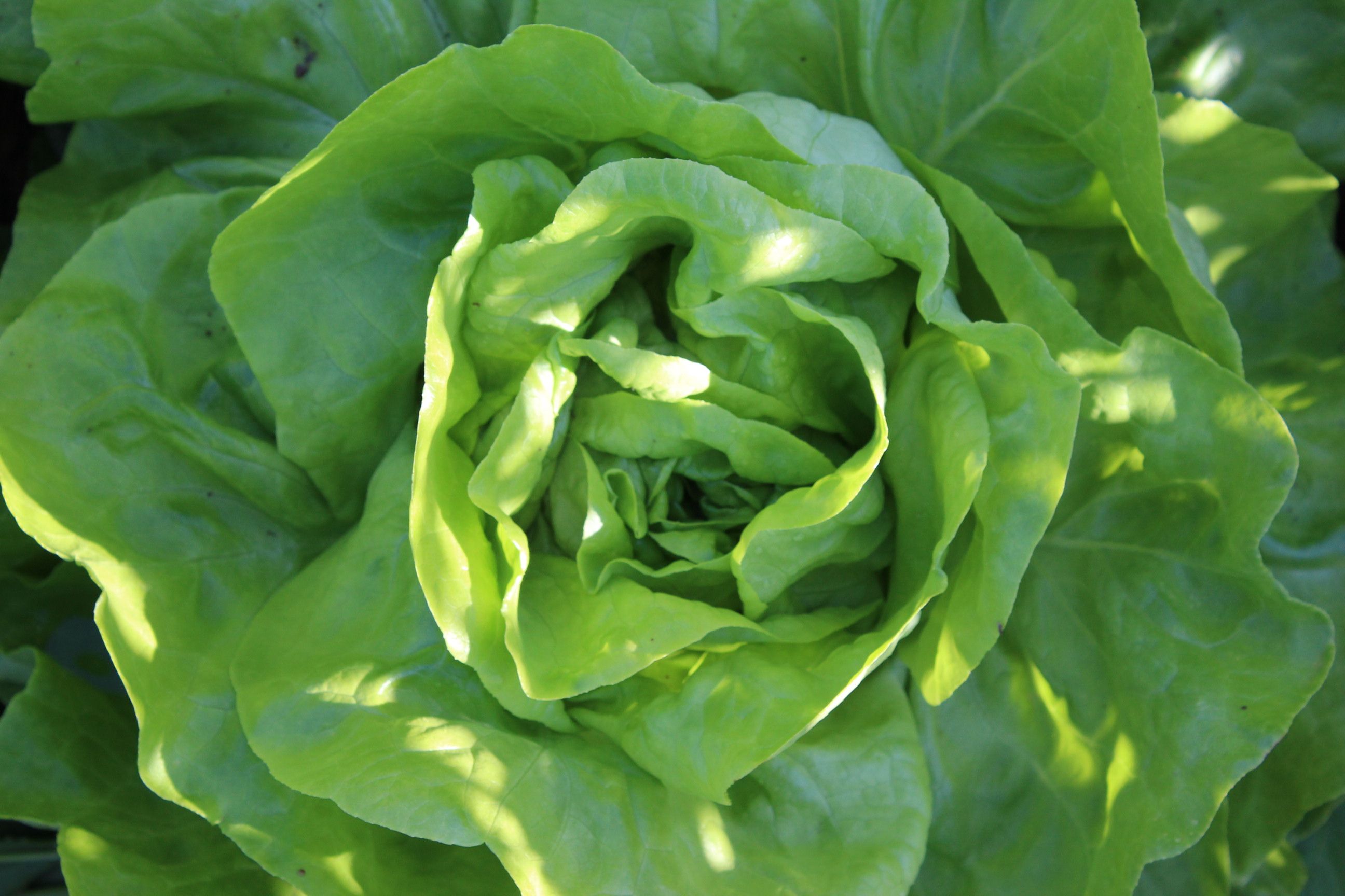 Butterhead Lettuce