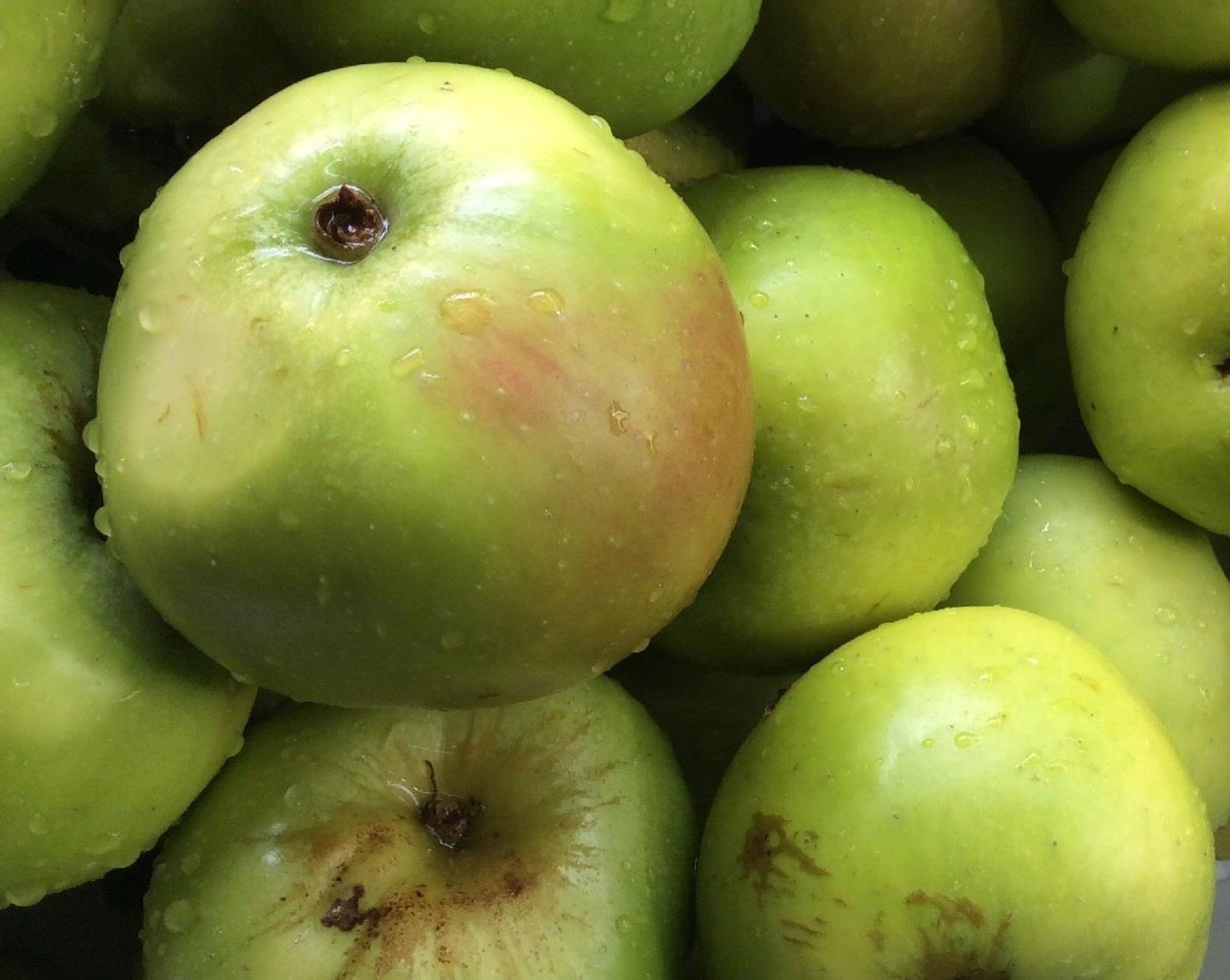 Organic Bramley Apples