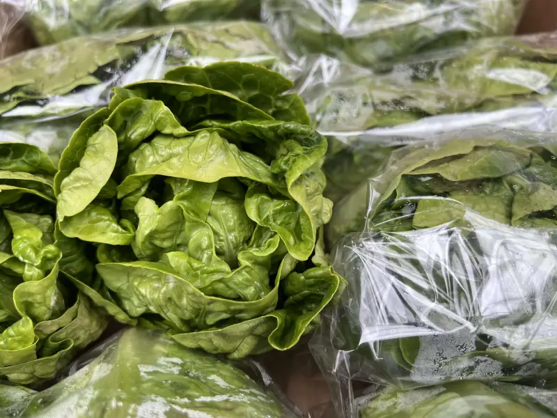Lettuce - Little Gem