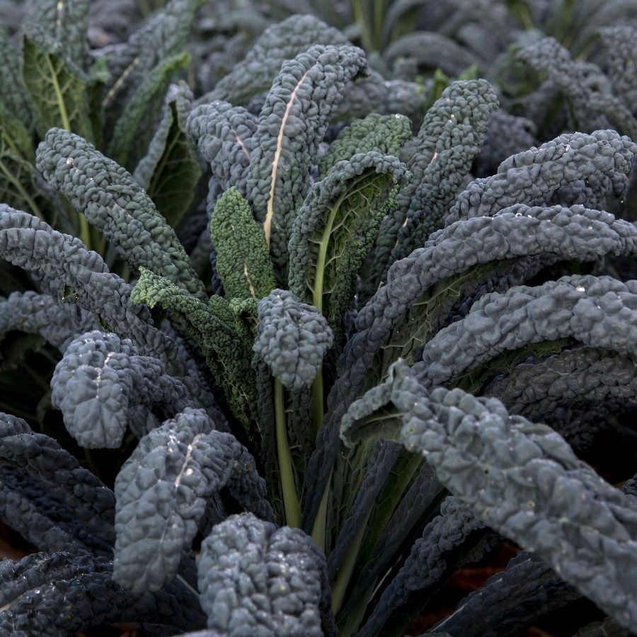 Image of Cavolo Nero