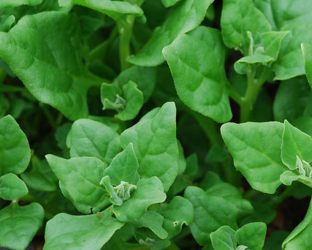 Image of Spinach - New Zealand