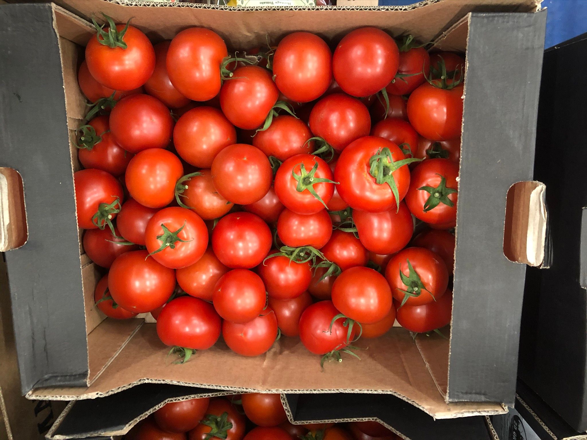 Image of Tomatoes (Forty Hall Farm)