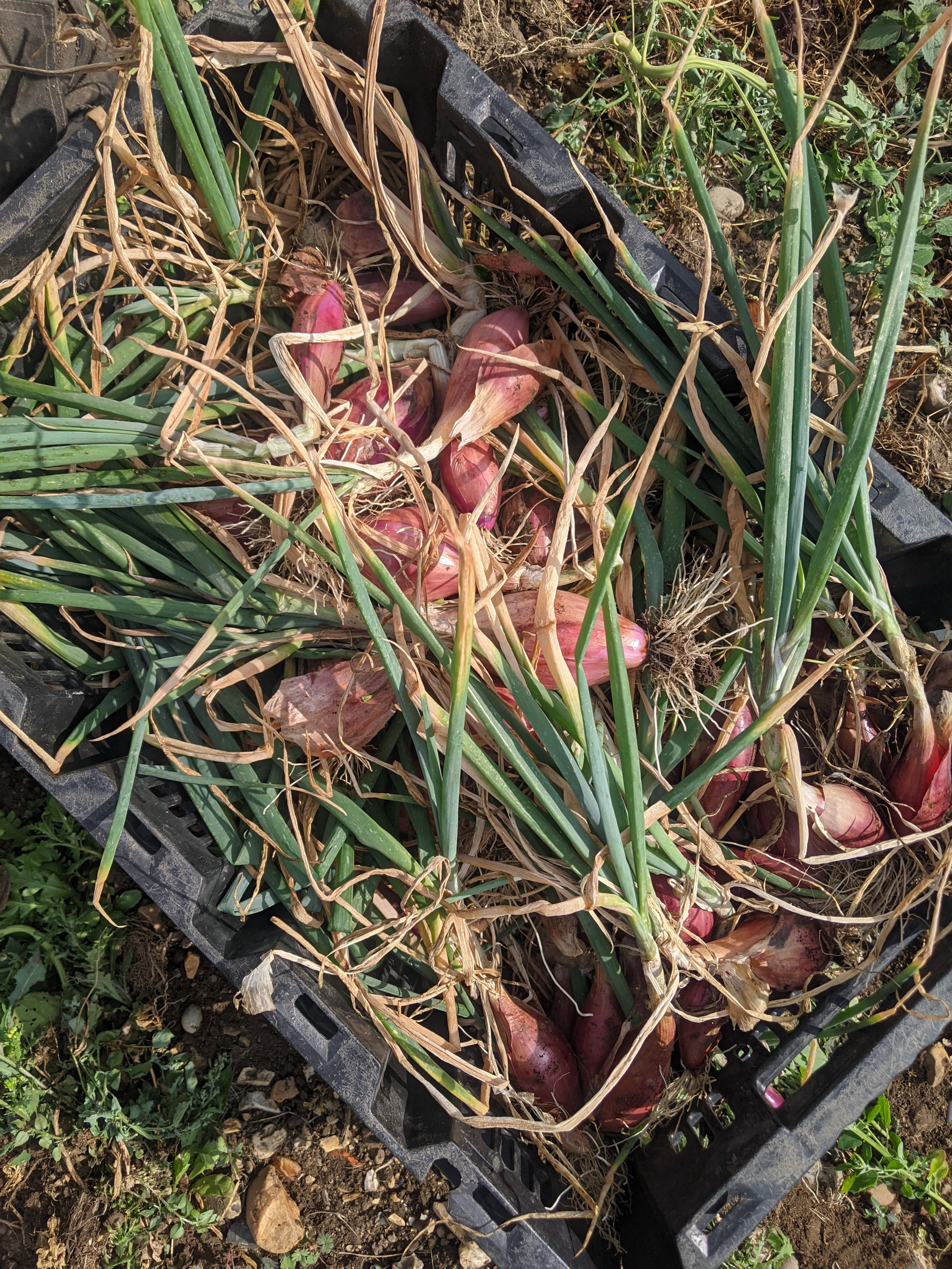 Image of Delia Smith French Onion Soup