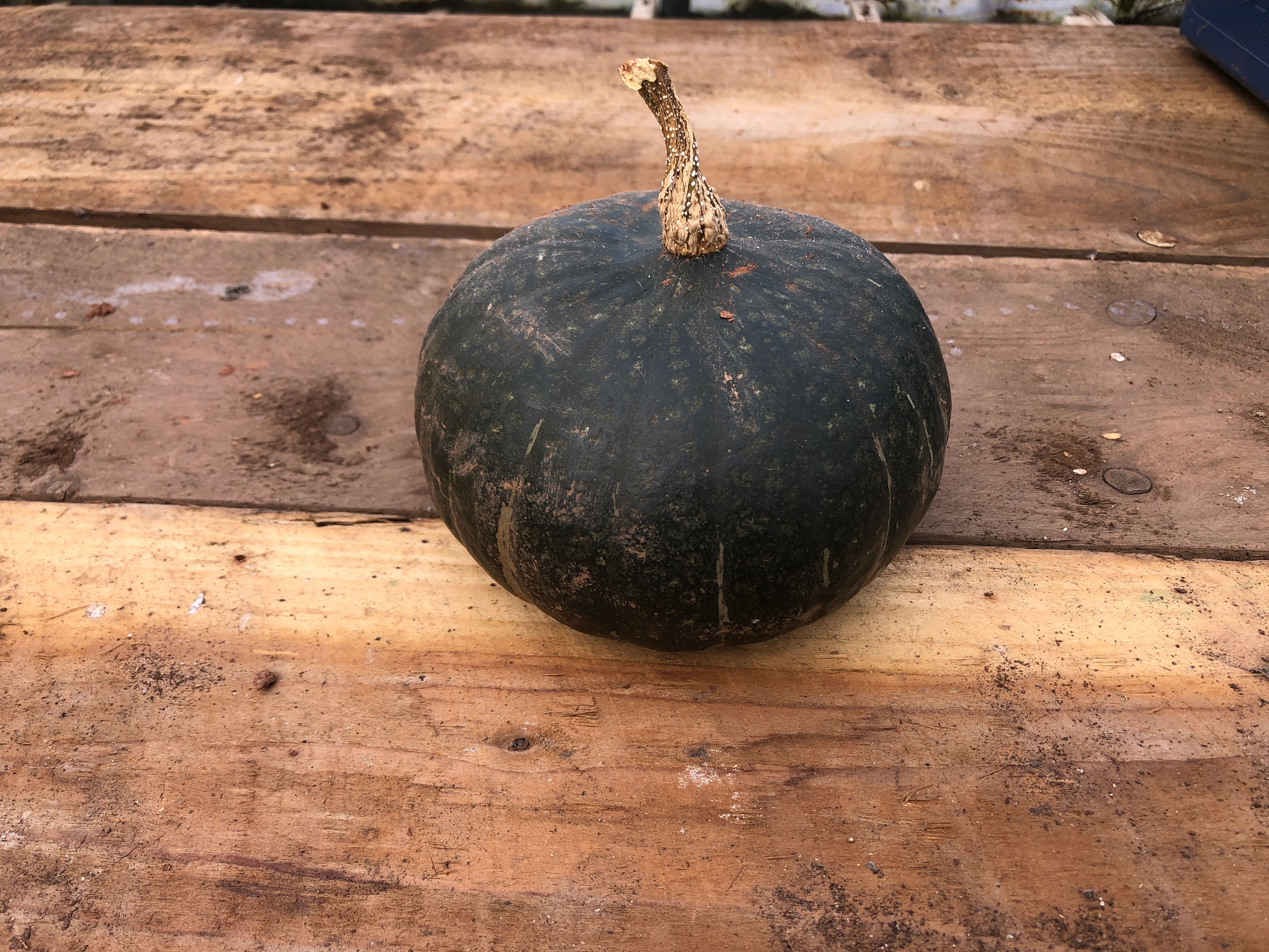 Squash - Green Hokkaido